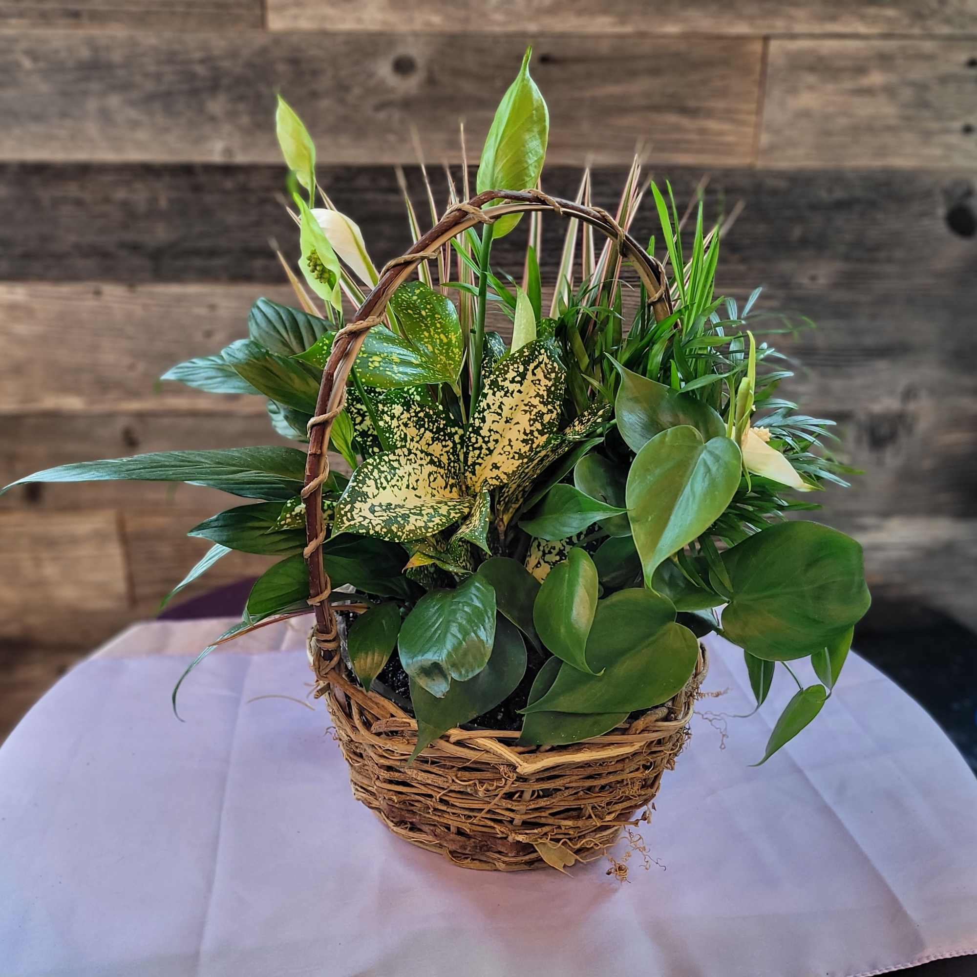 Mixed green houseplant garden with white blooms in a rustic wicker basket with handle