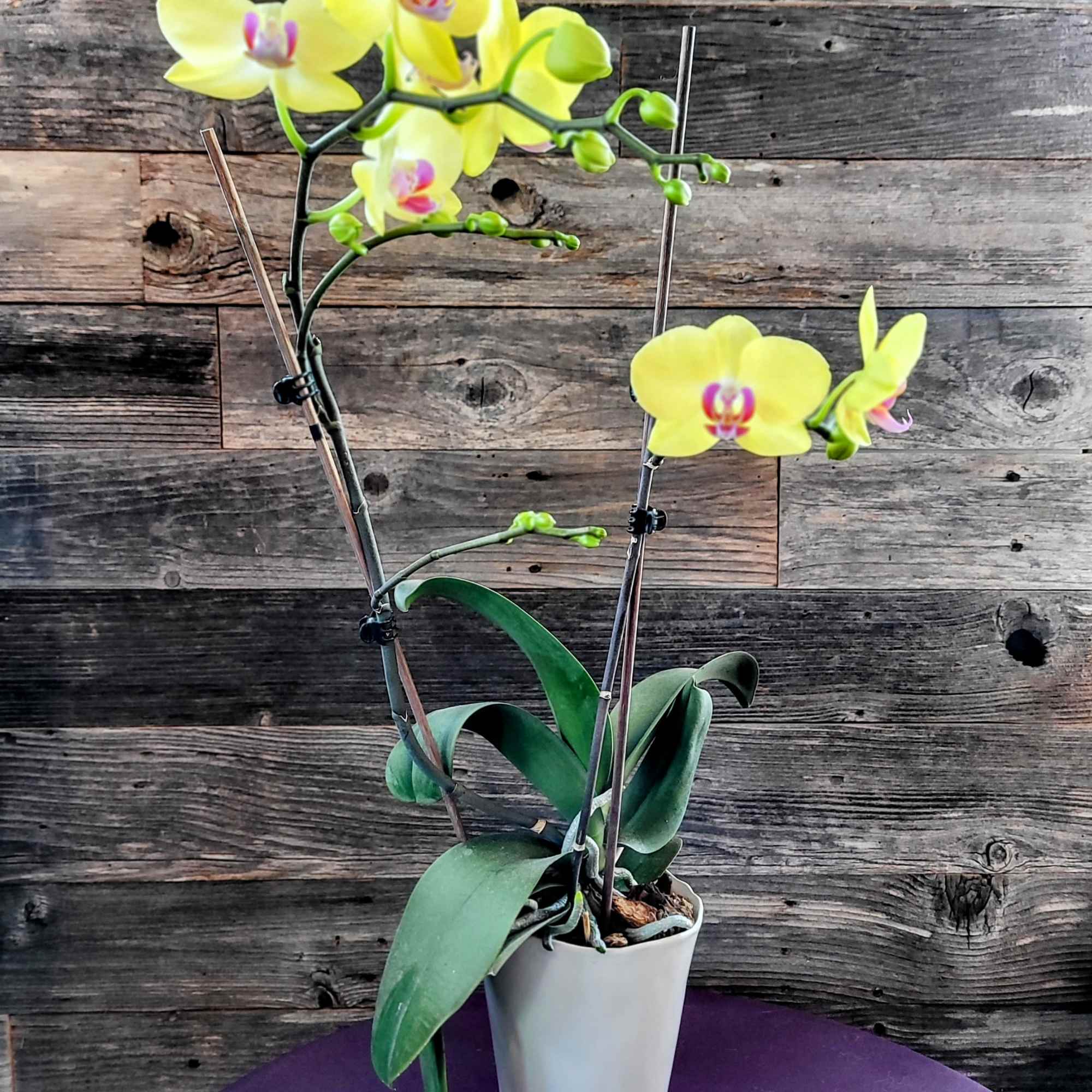 The flowers of the popular and beautiful phalaenopsis orchid plant are thought