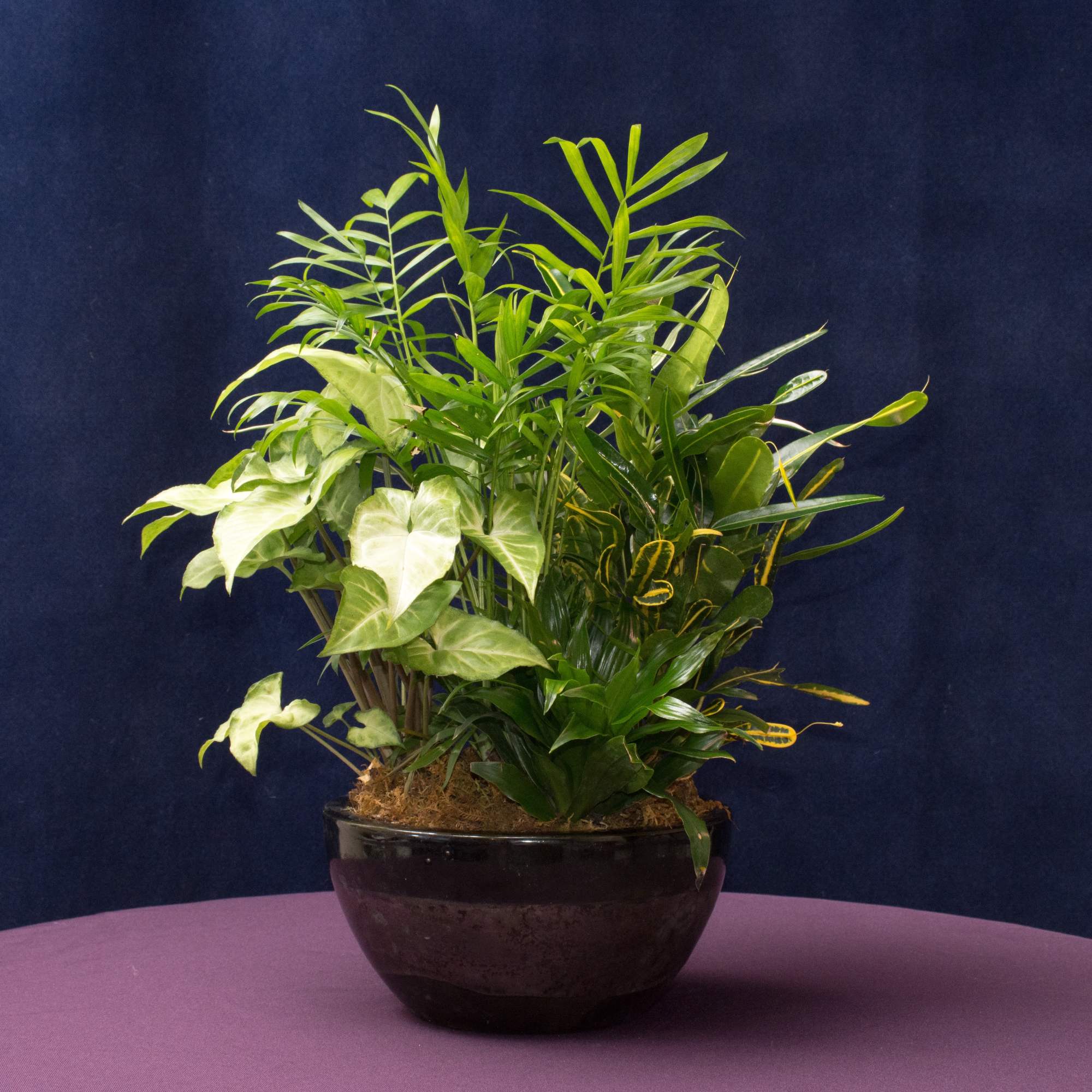 Assorted green houseplants with varied leaves in a round black ceramic pot.