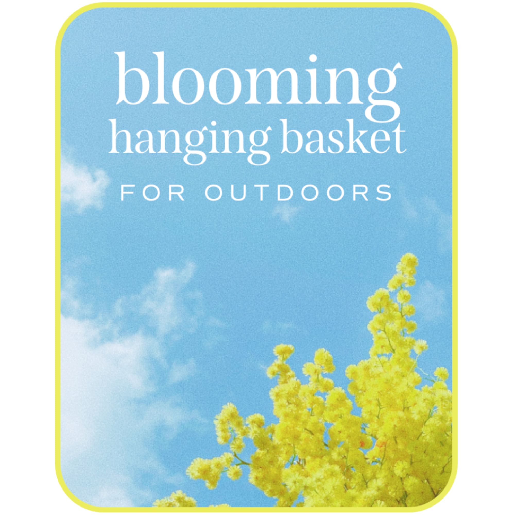 Blue package labeled blooming hanging basket with yellow flowers