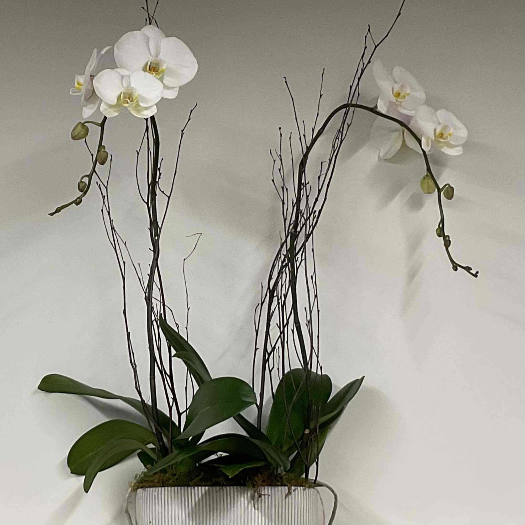 White orchids in a ribbed rectangular planter with tall branches