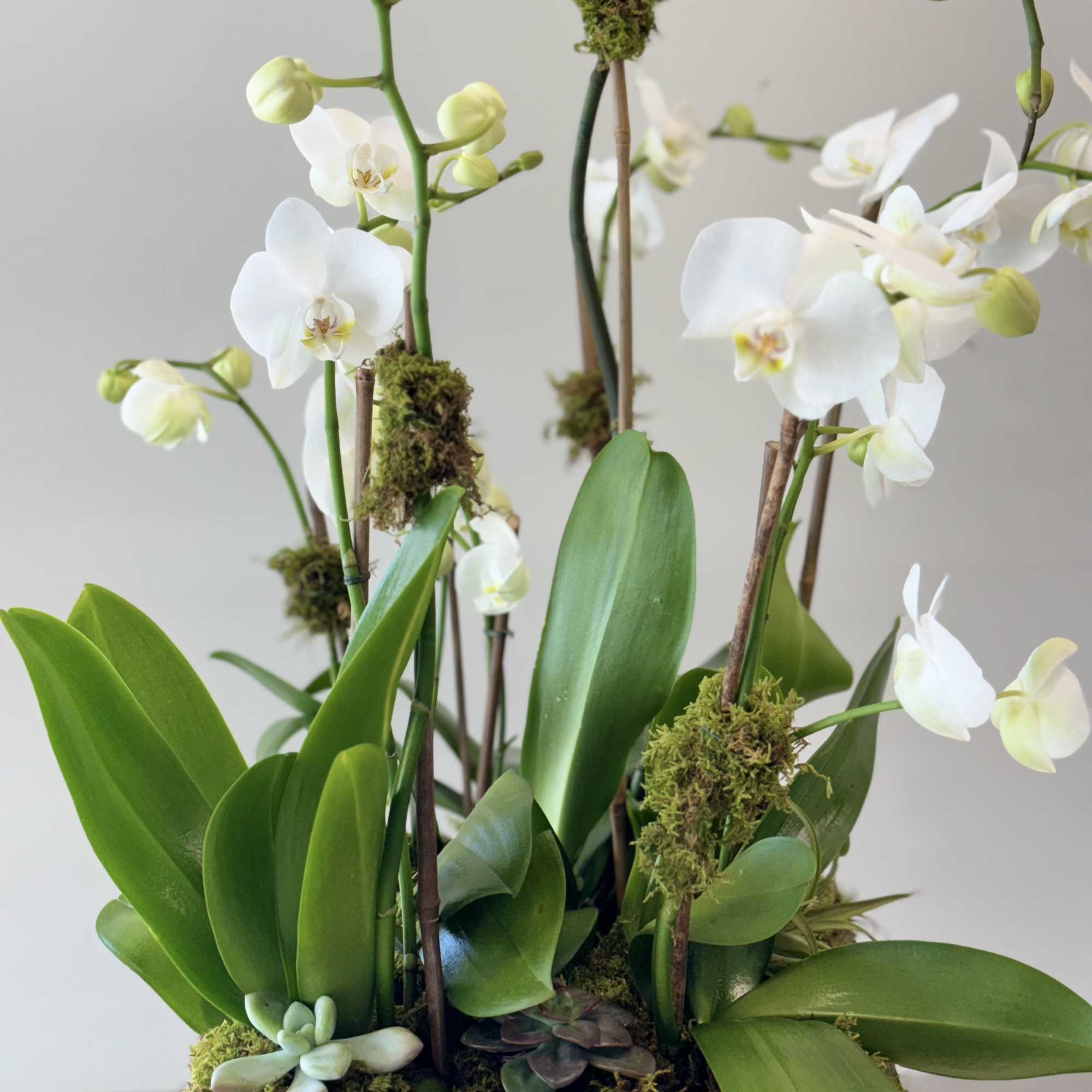 White orchids arranged in a wooden planter with moss and succulents