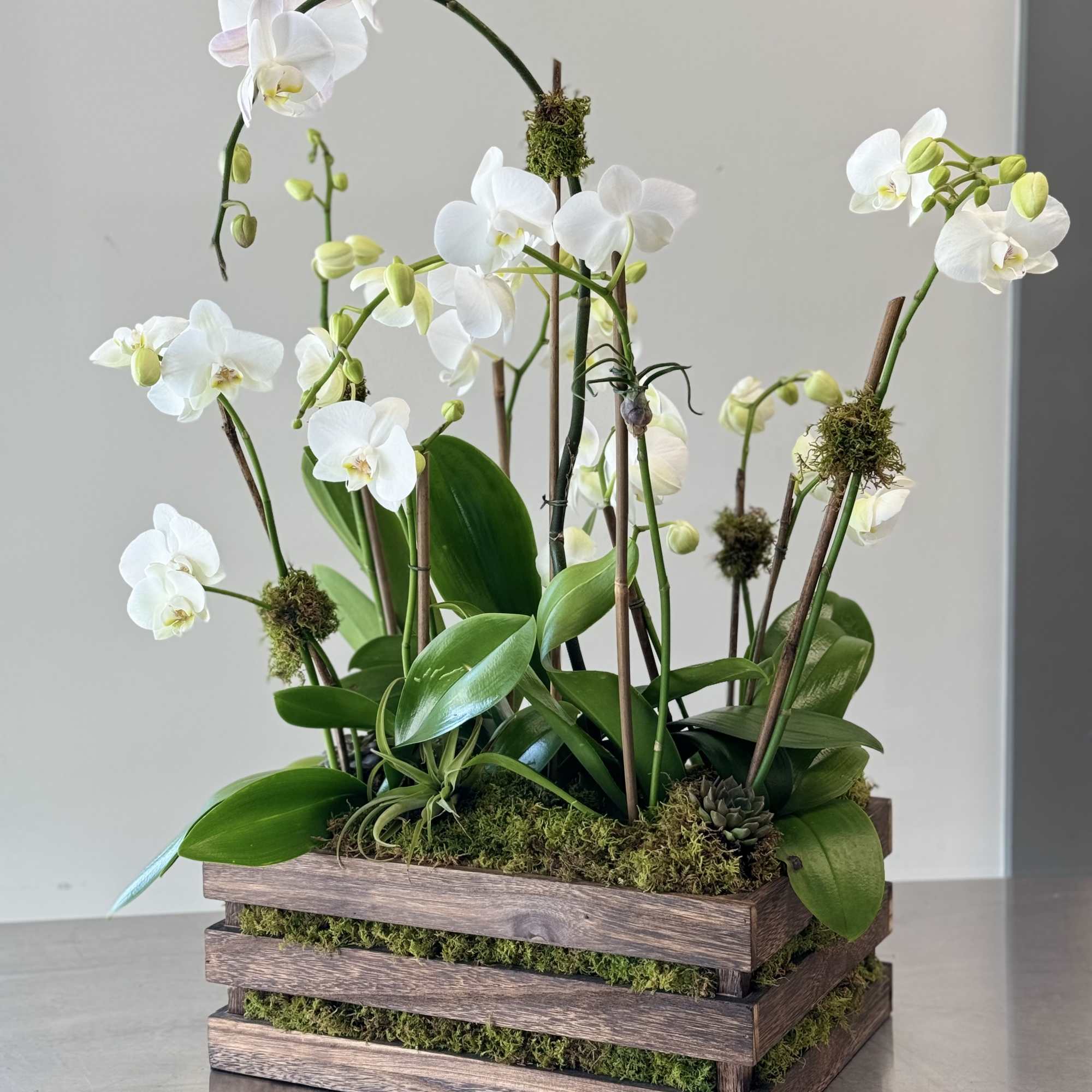 White orchids arranged in a wooden planter with moss