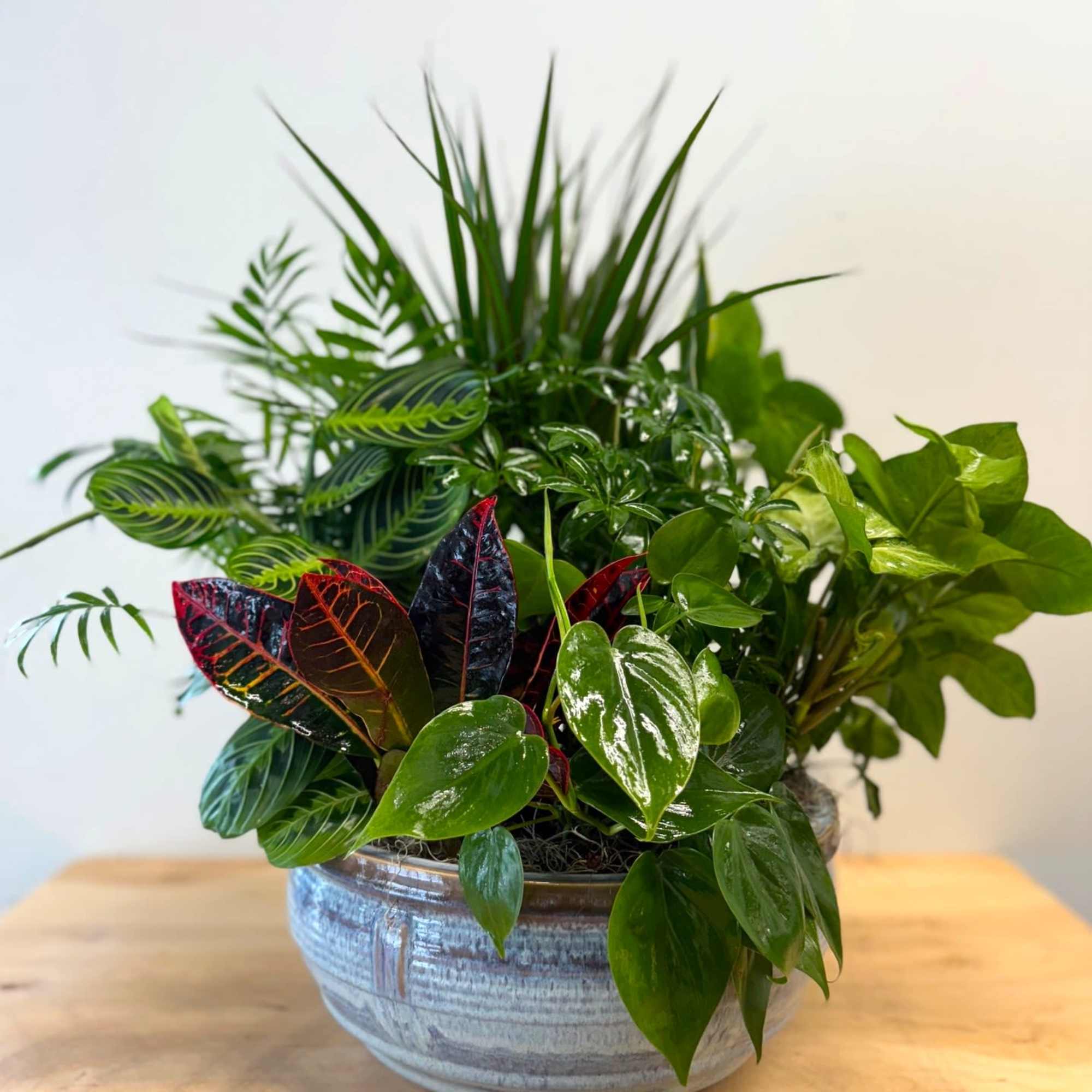 Our Mixed Dish Garden makes a great, lasting gift - whether for