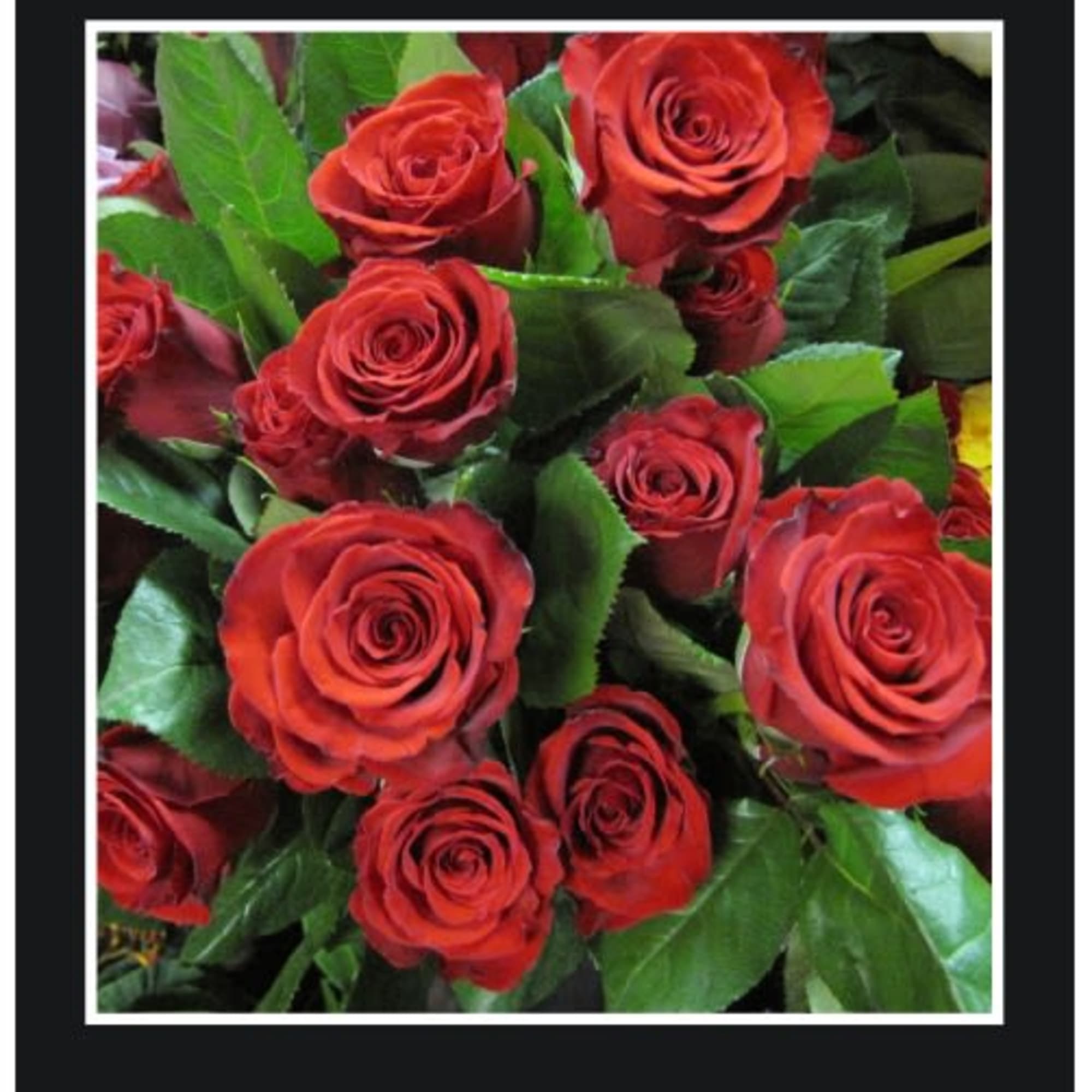 Bouquet of red roses with green leaves