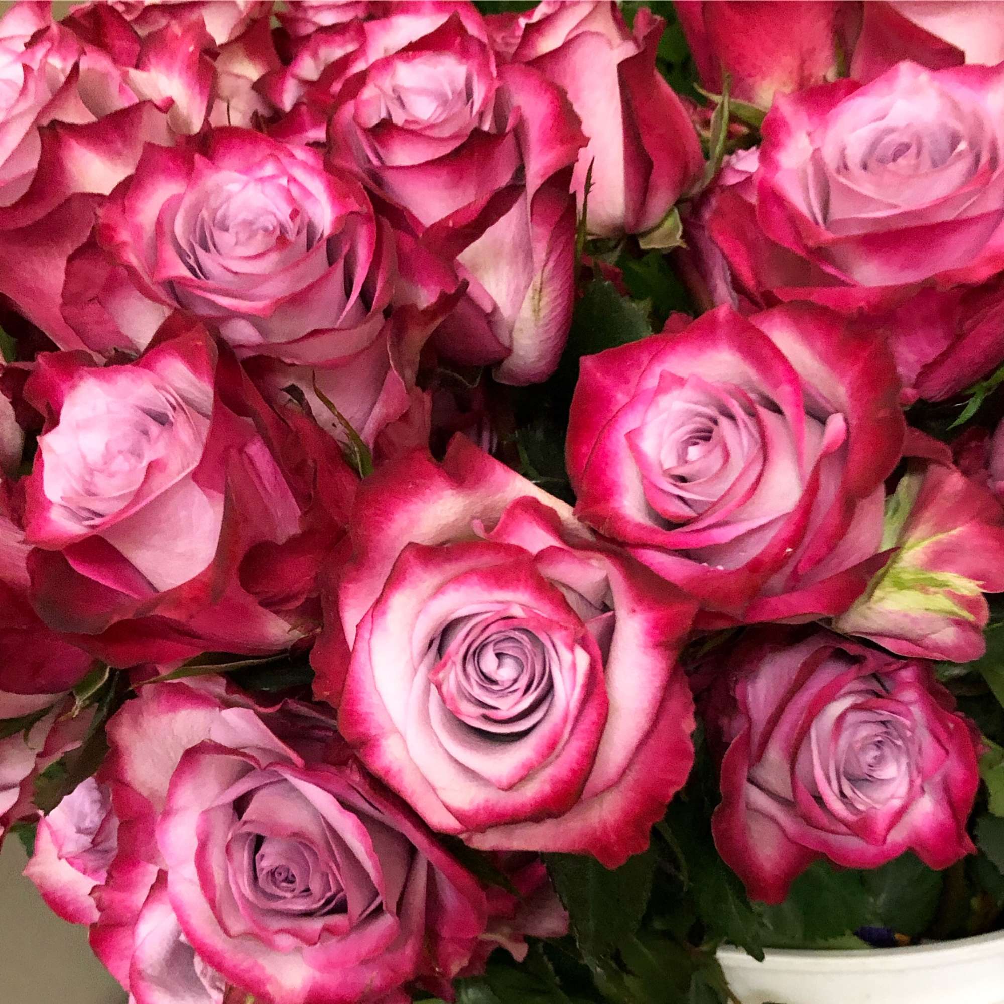 Close-up bouquet of pink and lavender roses