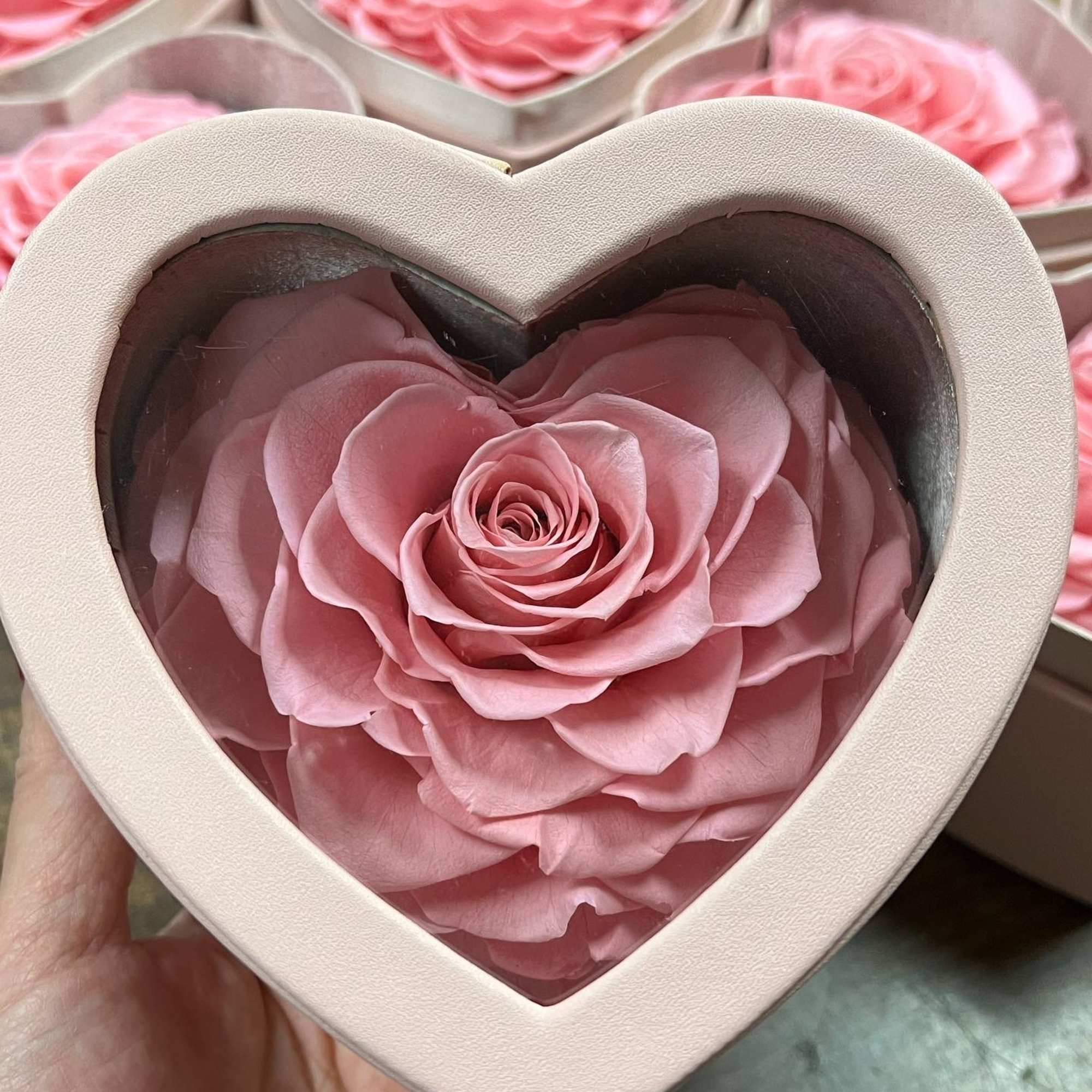 Pink rose in a heart-shaped gift box with a clear lid
