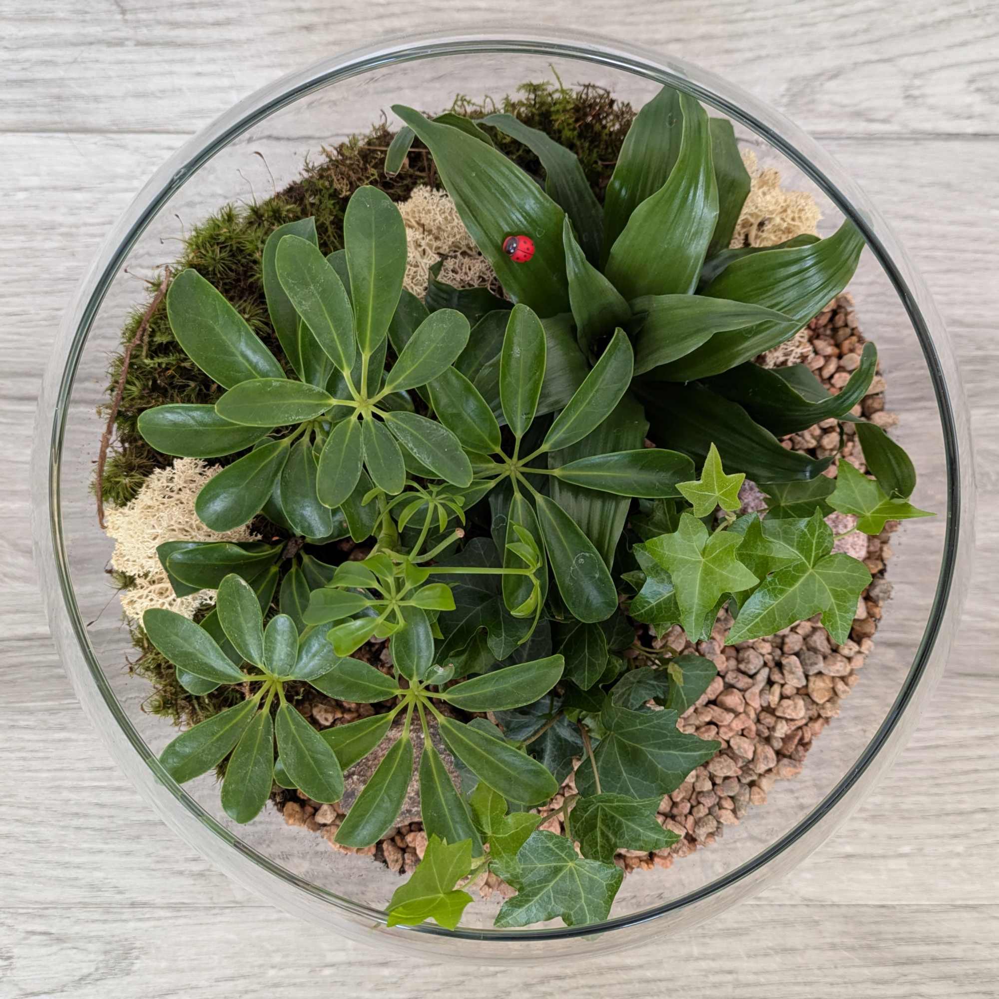 Glass bowl terrarium with assorted green plants and pebbles