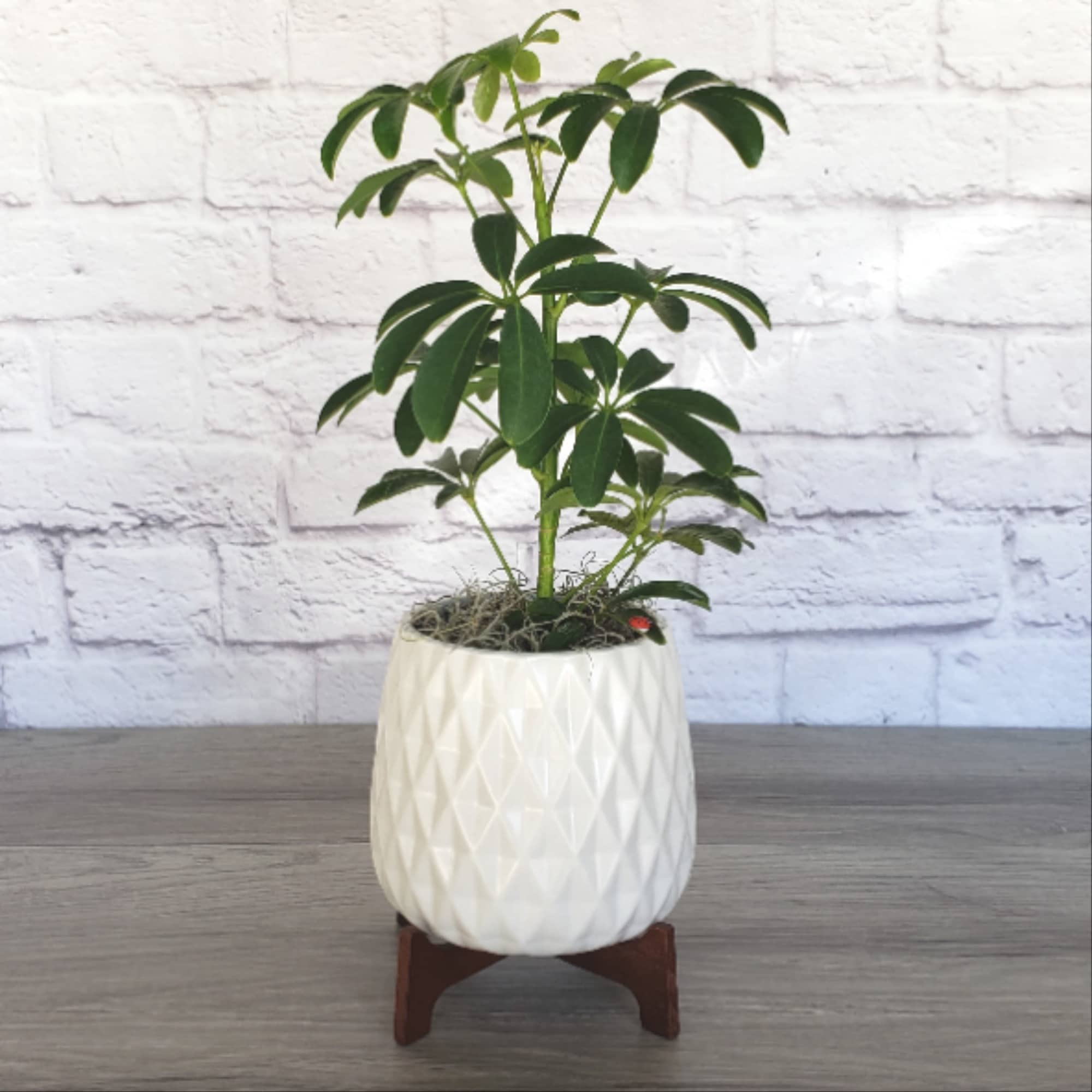 Celebrate any occasion with a lush potted plant in a container of