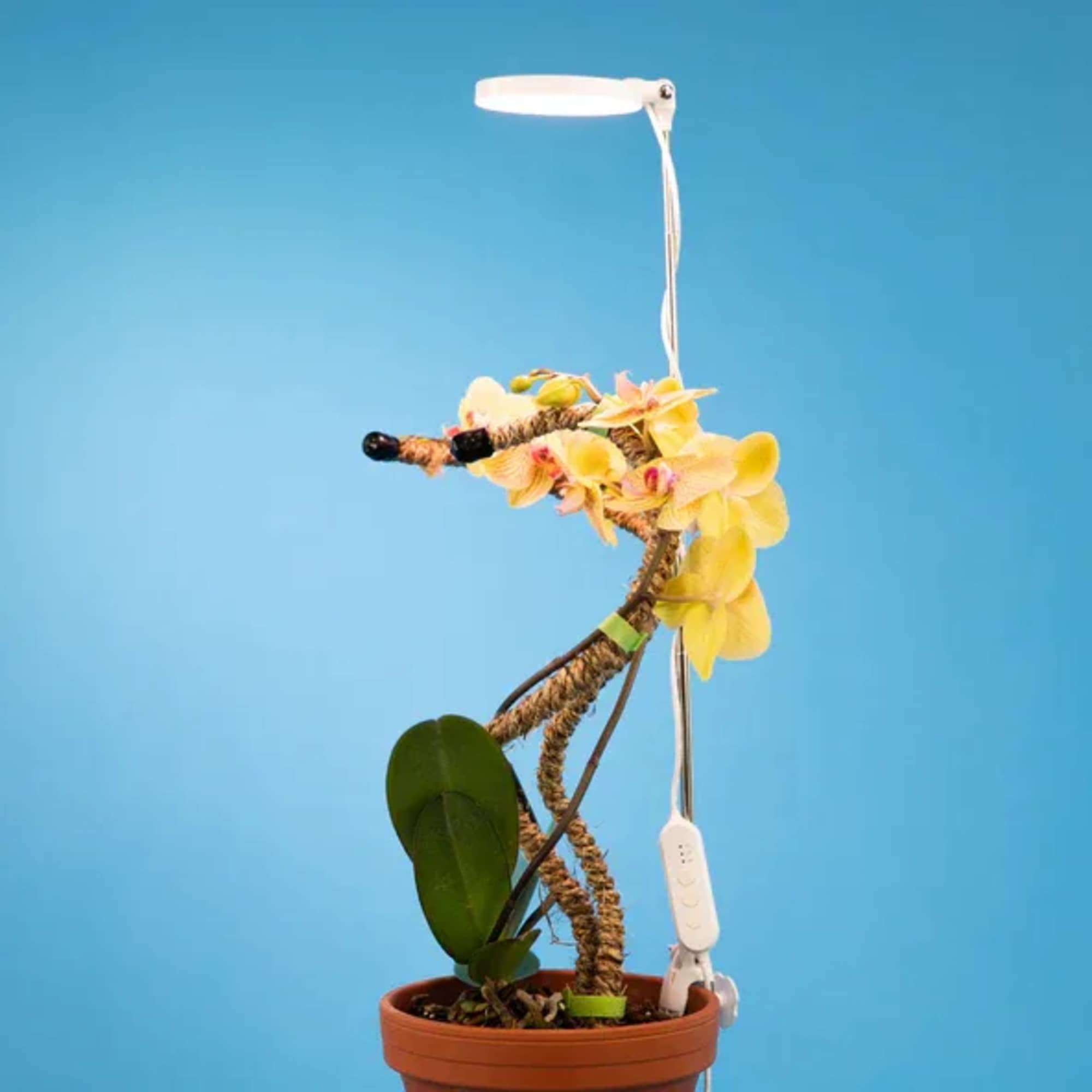Our Adjustable LED Plant Light is a sleek, energy-efficient light available in