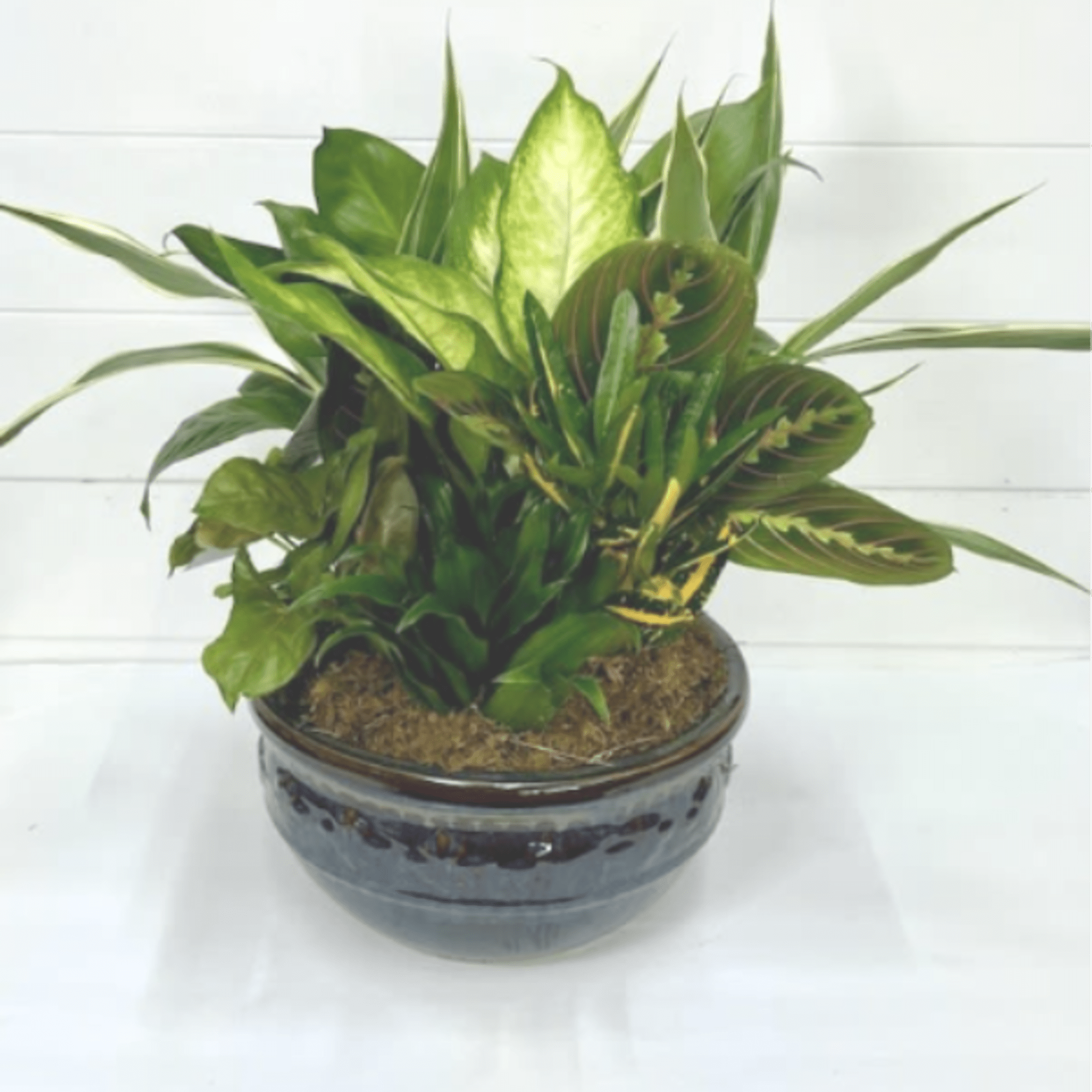 Potted green houseplant in a dark ceramic bowl