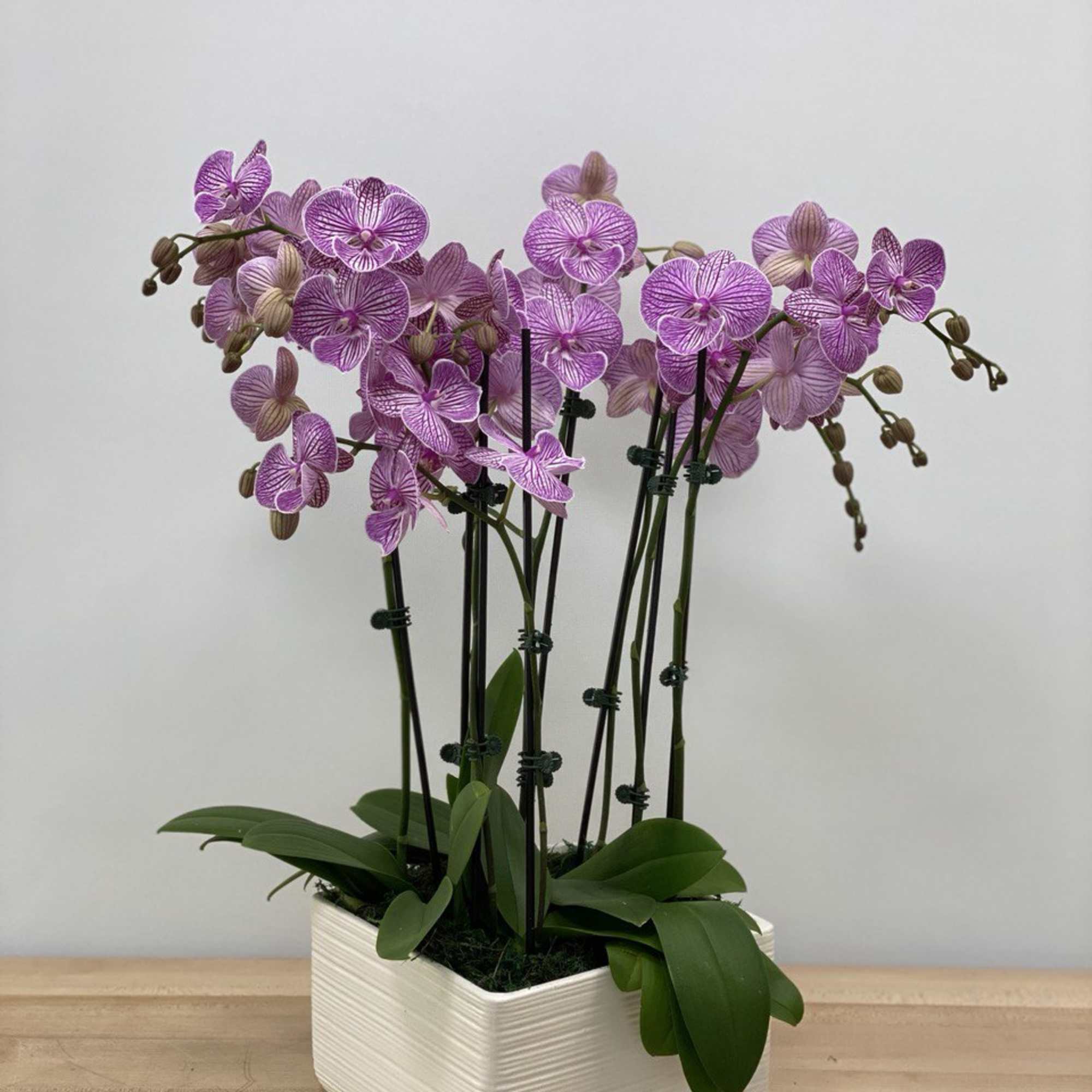 Pink-purple orchids in a white rectangular planter