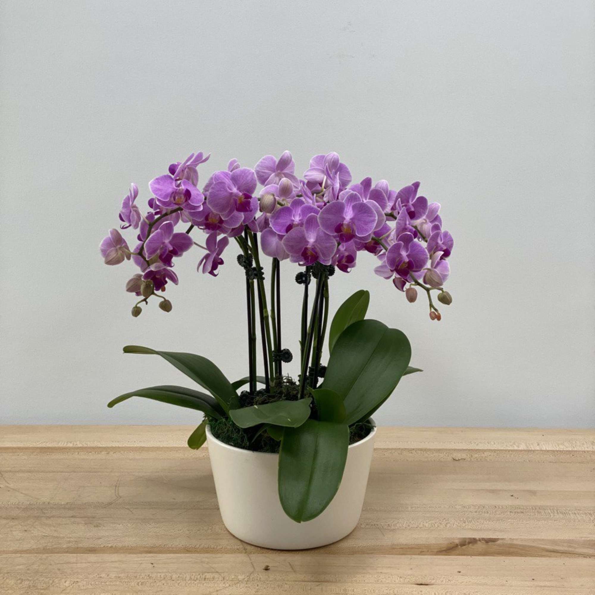 Potted purple orchids in a white ceramic planter, photo 2 of 3