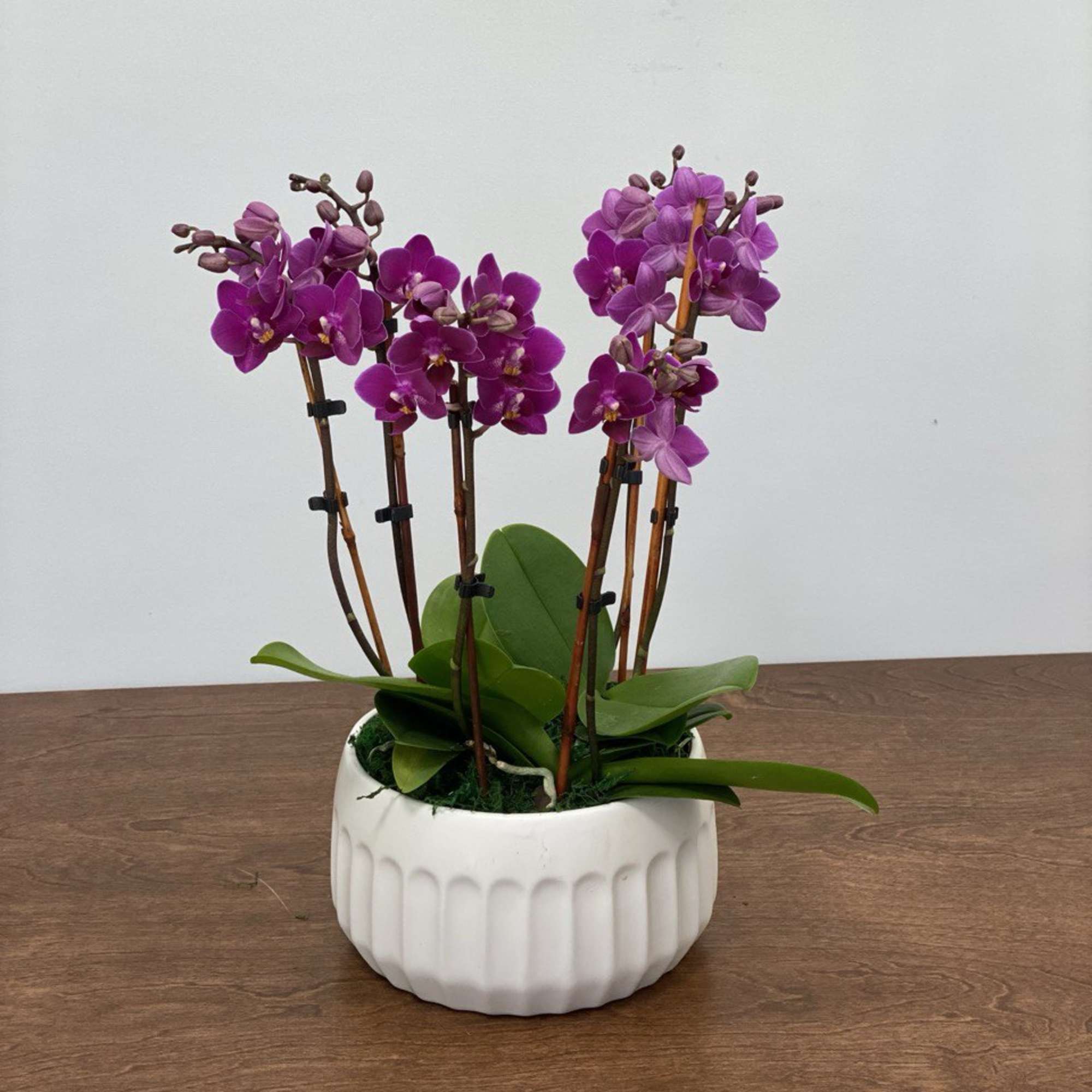 Potted purple orchids in a white ceramic planter, photo 3 of 3