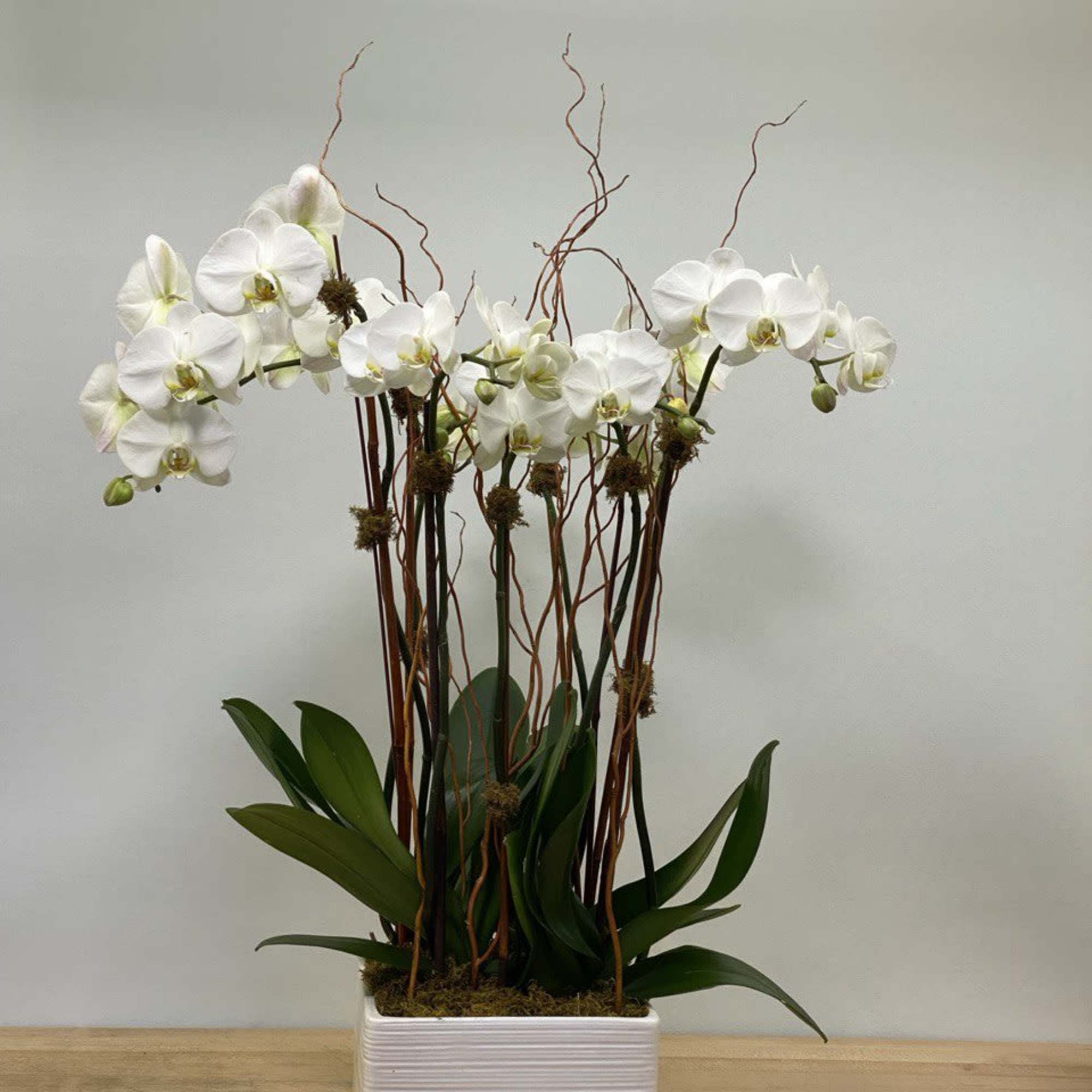 White orchids in a rectangular white planter