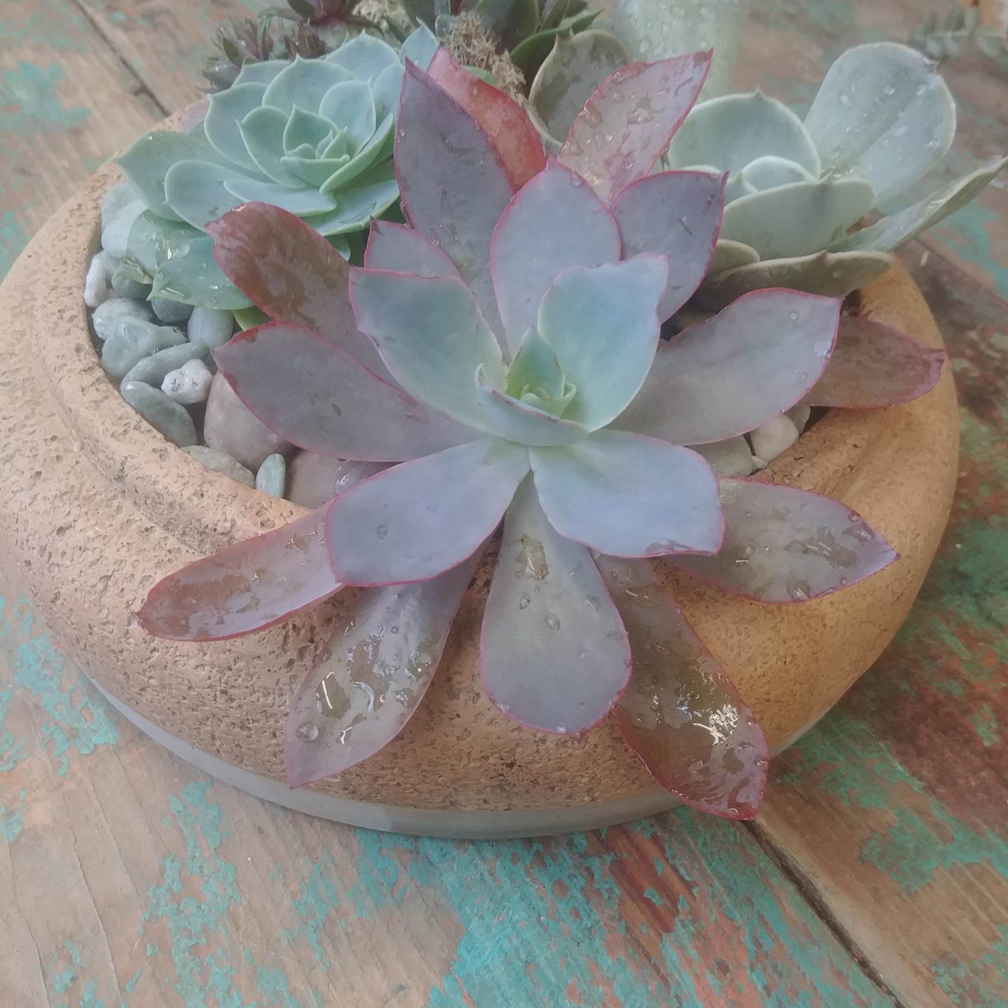 Succulent arrangement in a shallow round bowl with decorative stones