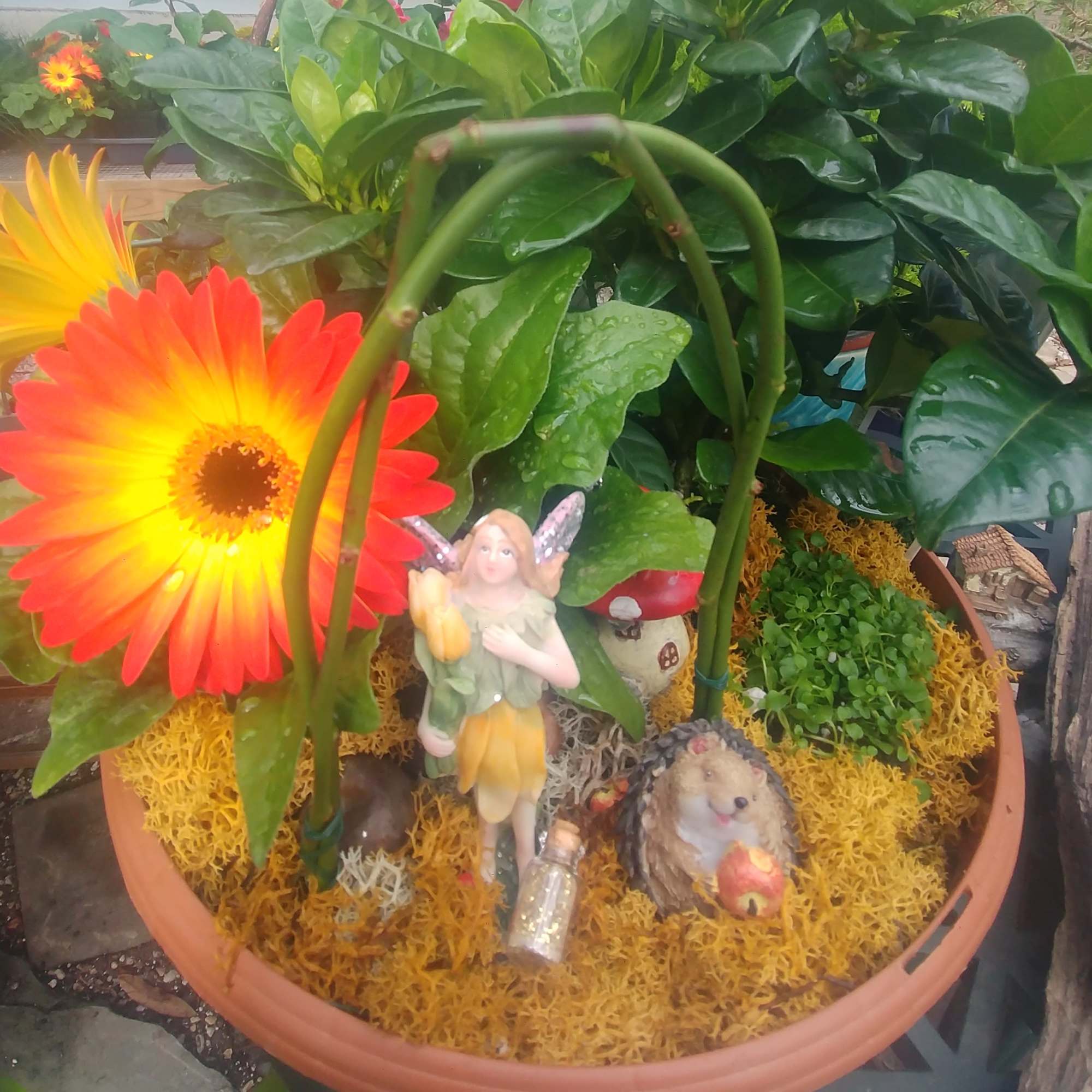 Potted floral display with bright gerbera daisies and small fairy figurines