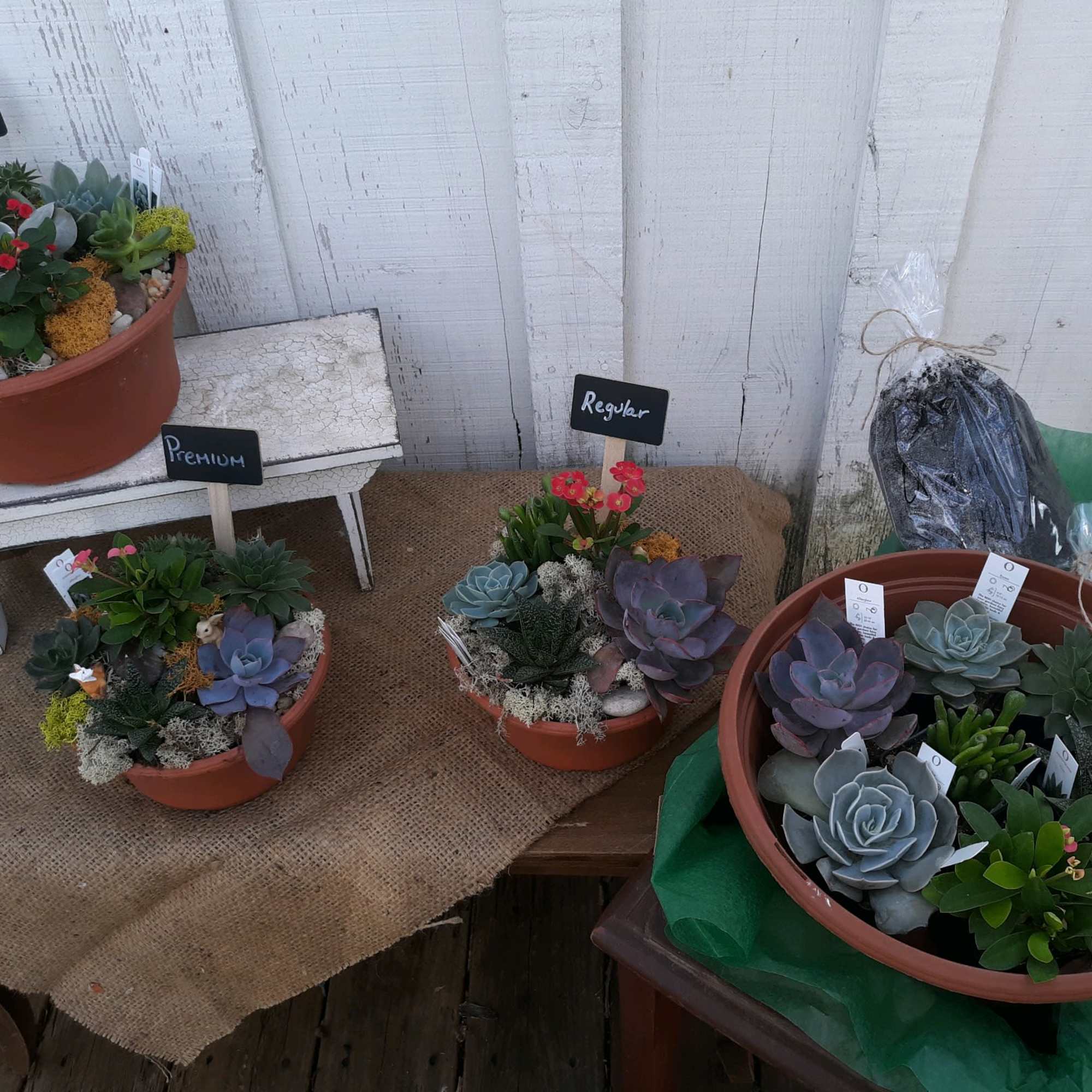 Potted succulent arrangements in terracotta bowls with small decorative accents