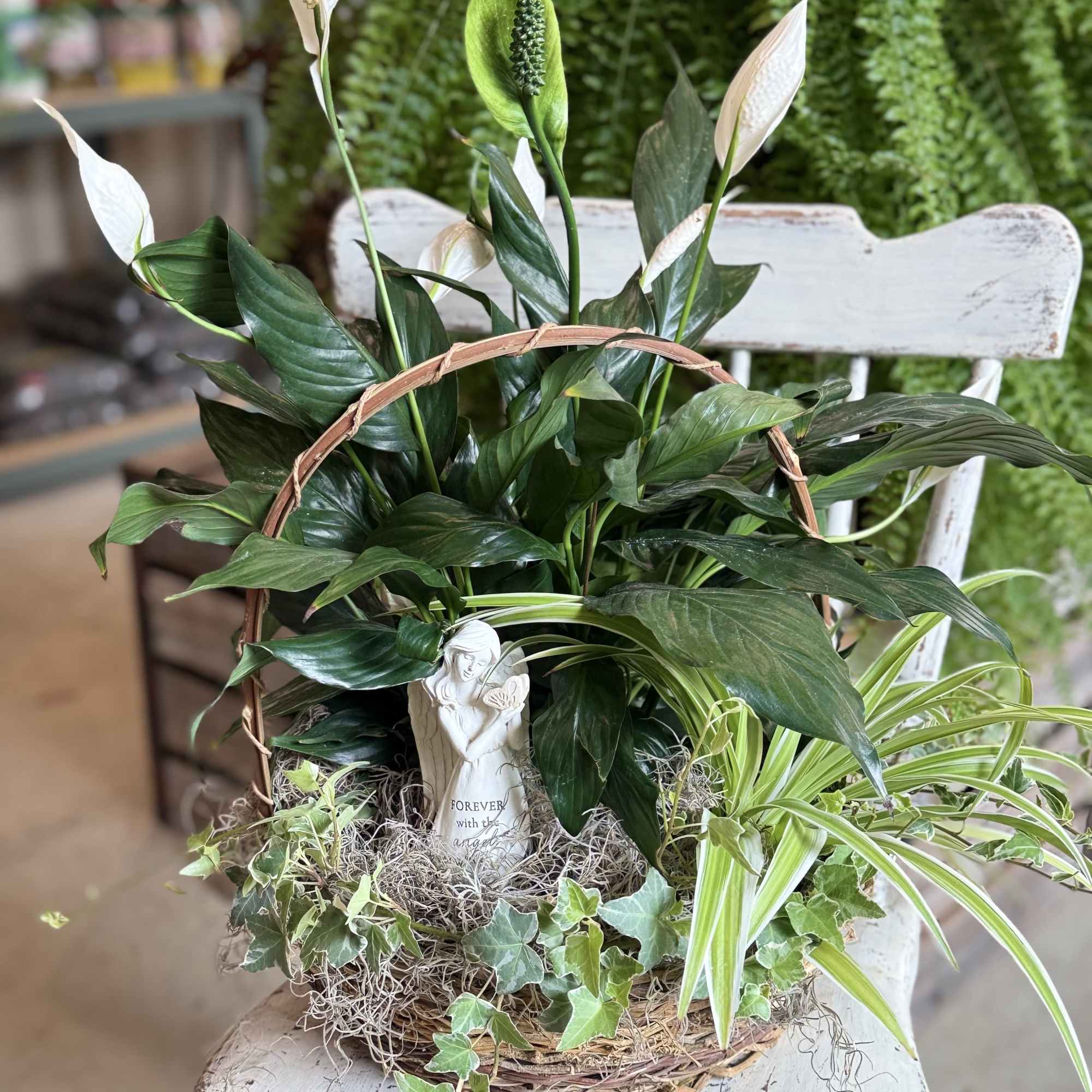 A serene potted plant arrangement centered on glossy green foliage and soft, photo 2 of 2