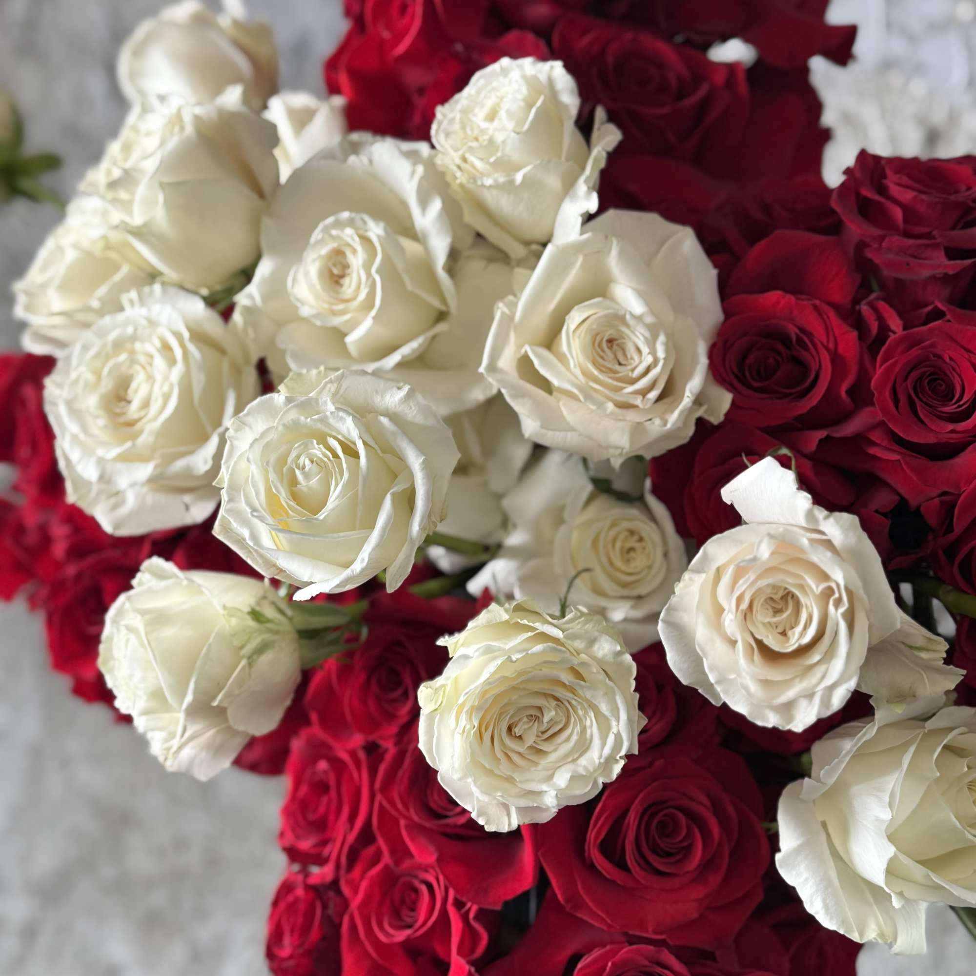 Bouquet of red and white roses in a close-up arrangement