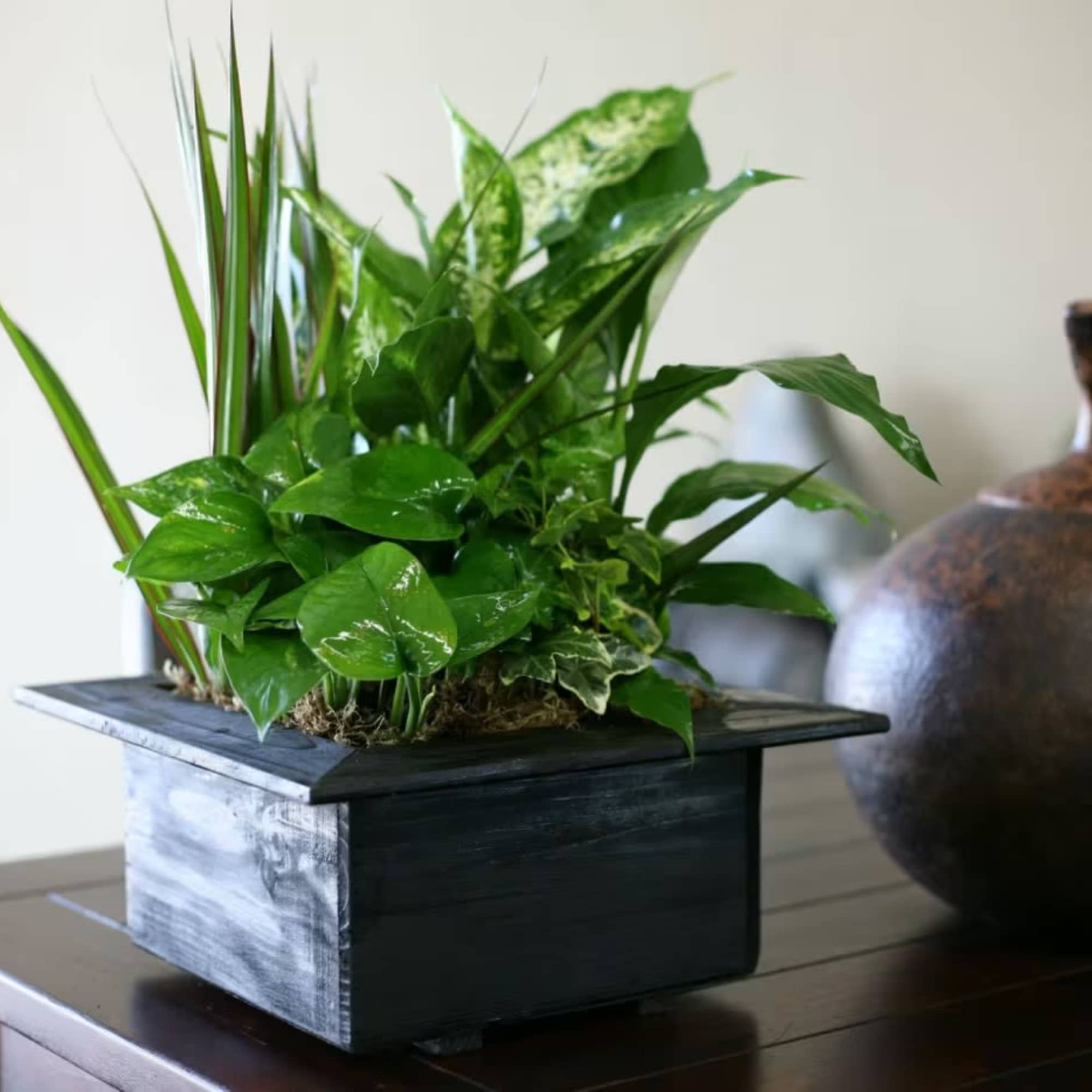 Potted green plant arrangement in a square black container