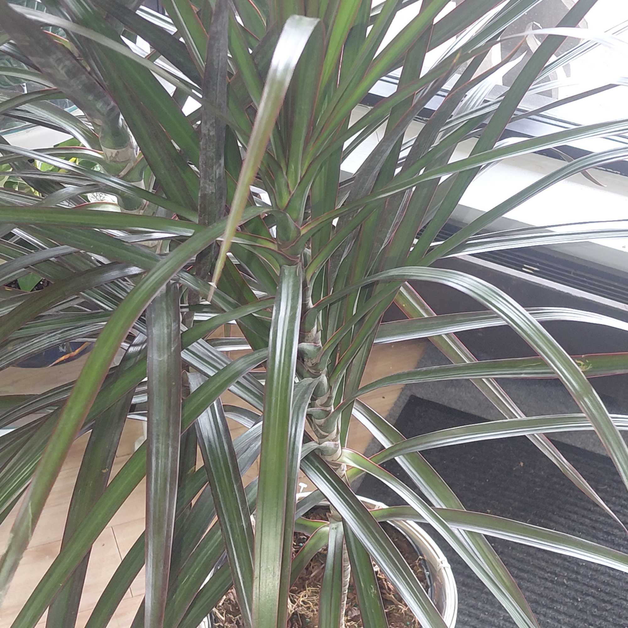Tall potted dracaena plant with long striped leaves