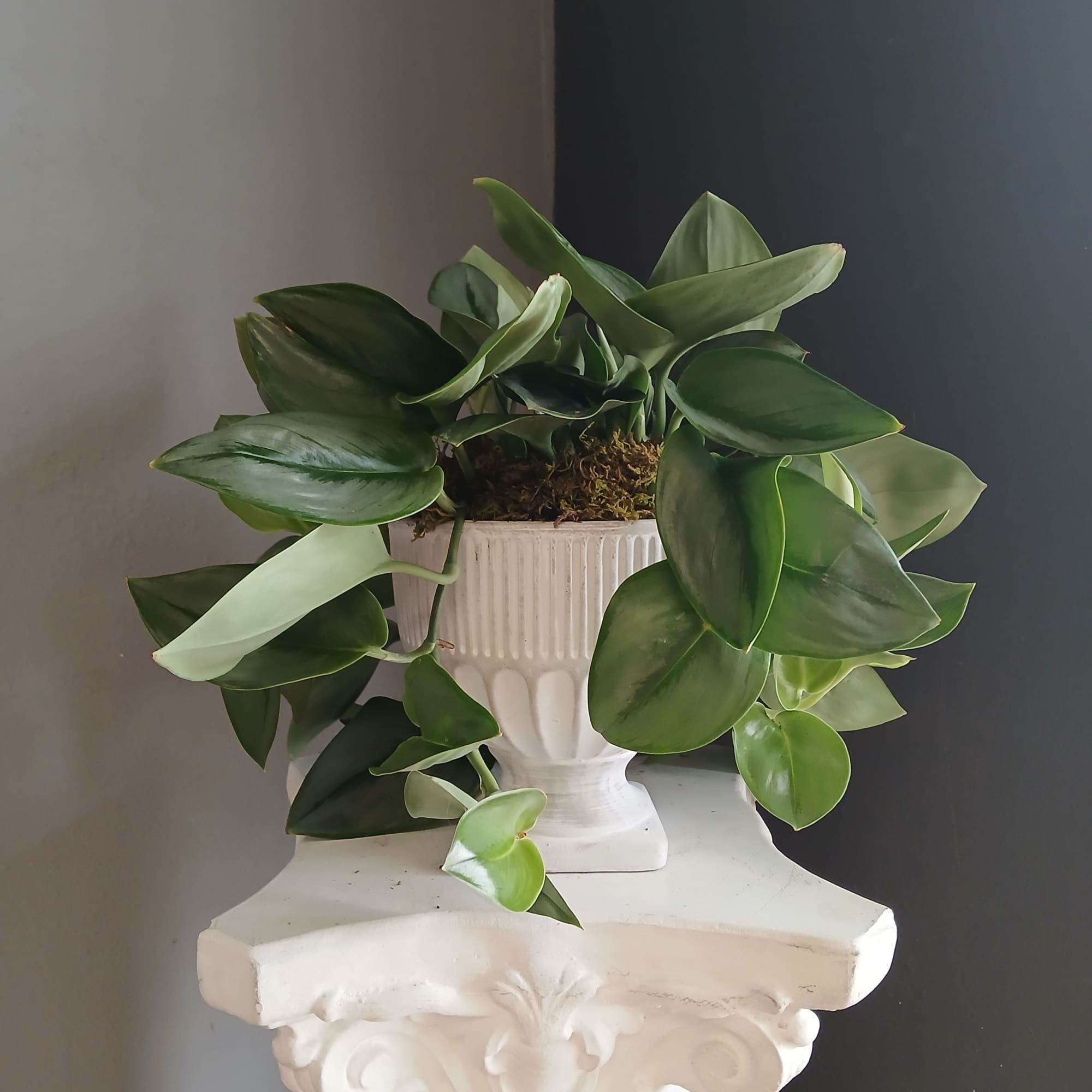 Moonlight pothos in concrete pedestal