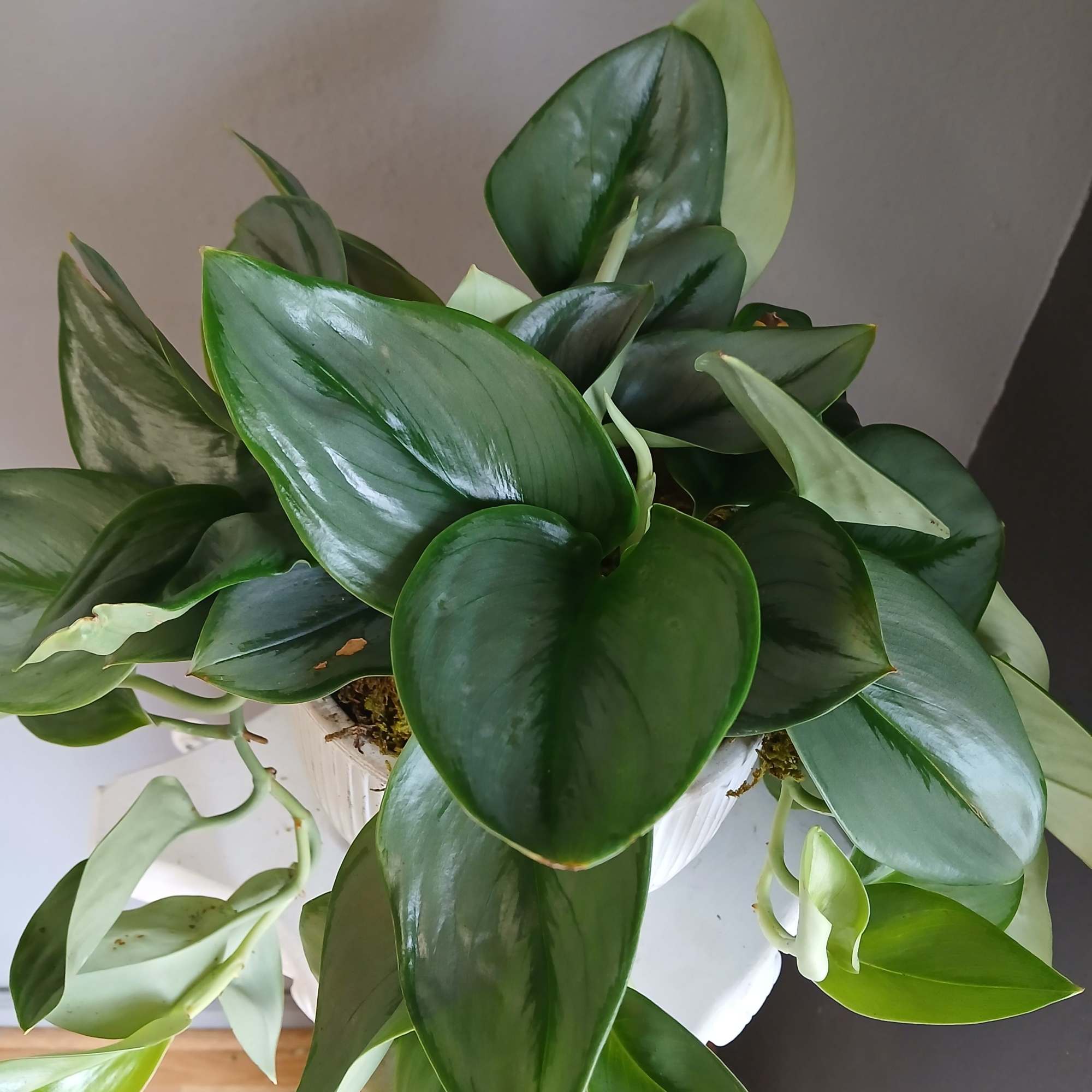 Moonlight pothos in concrete pedestal