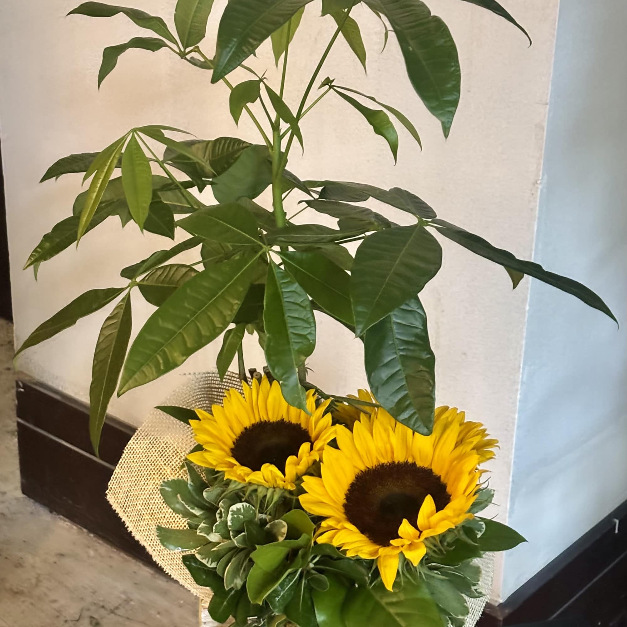 Sunflowers arranged with a tall leafy plant in a wrapped container