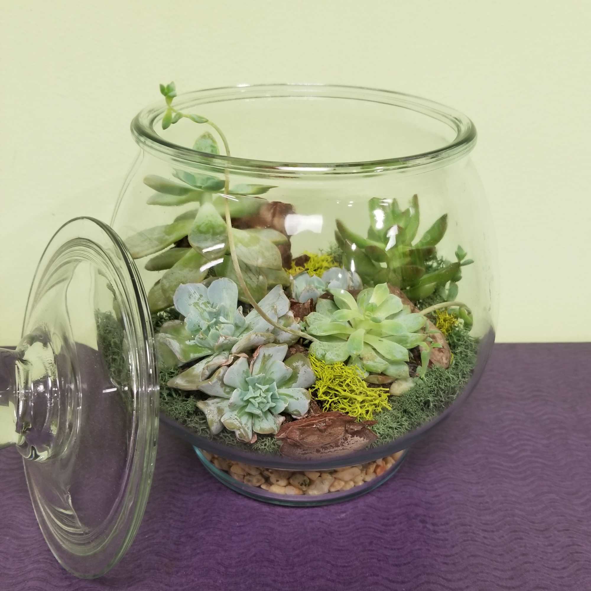 Glass terrarium jar filled with assorted succulents and pebbles