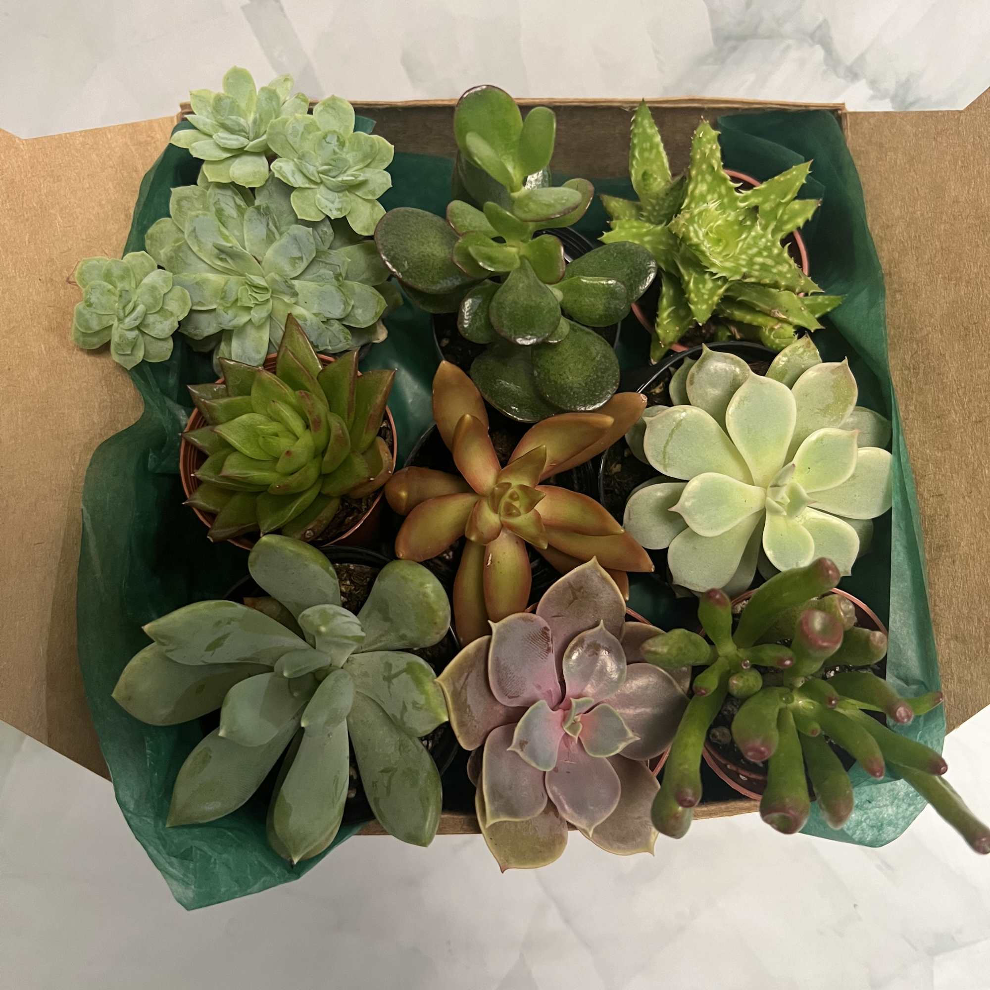 Box of assorted potted succulents in green and purple tones