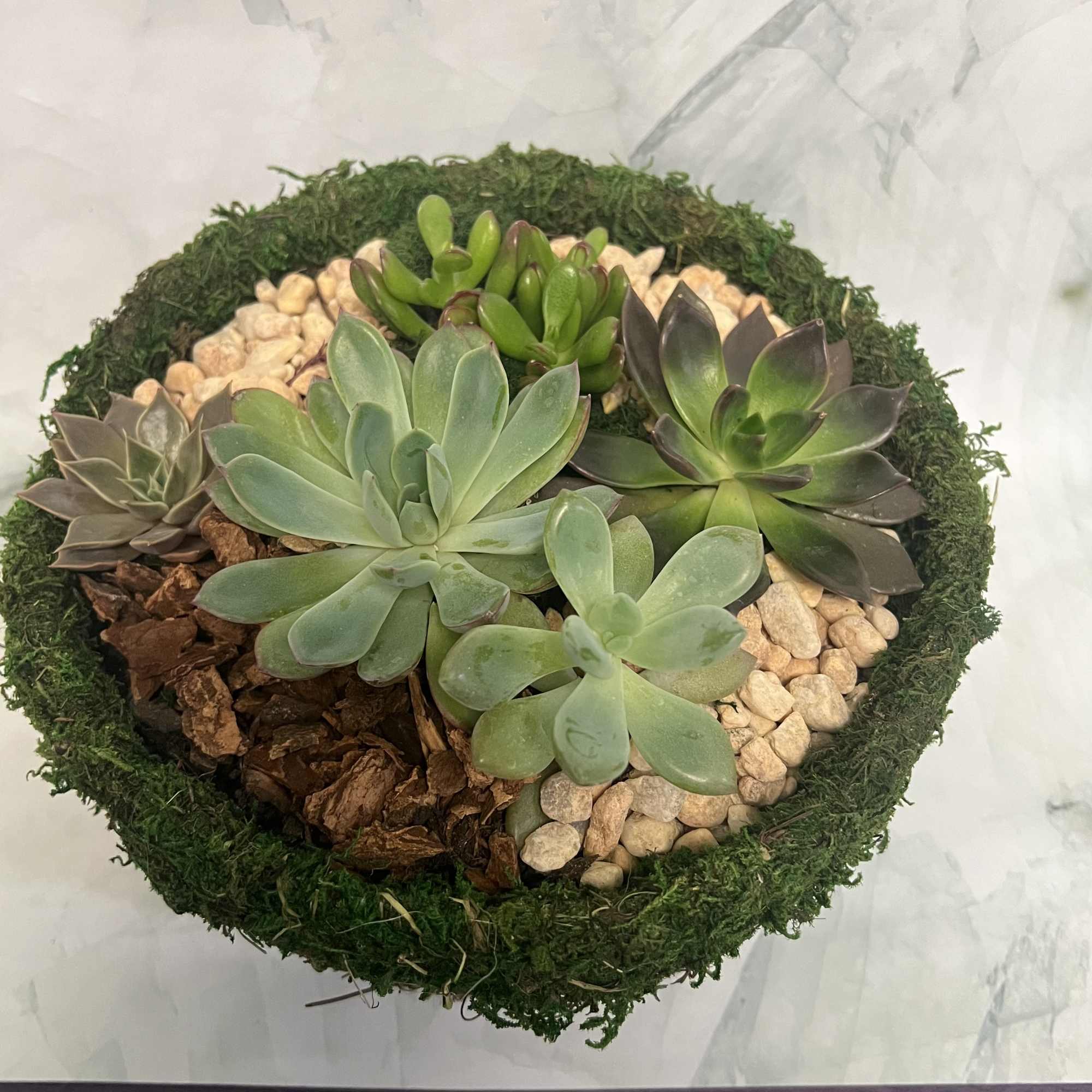 Round succulent arrangement with pebbles and moss border