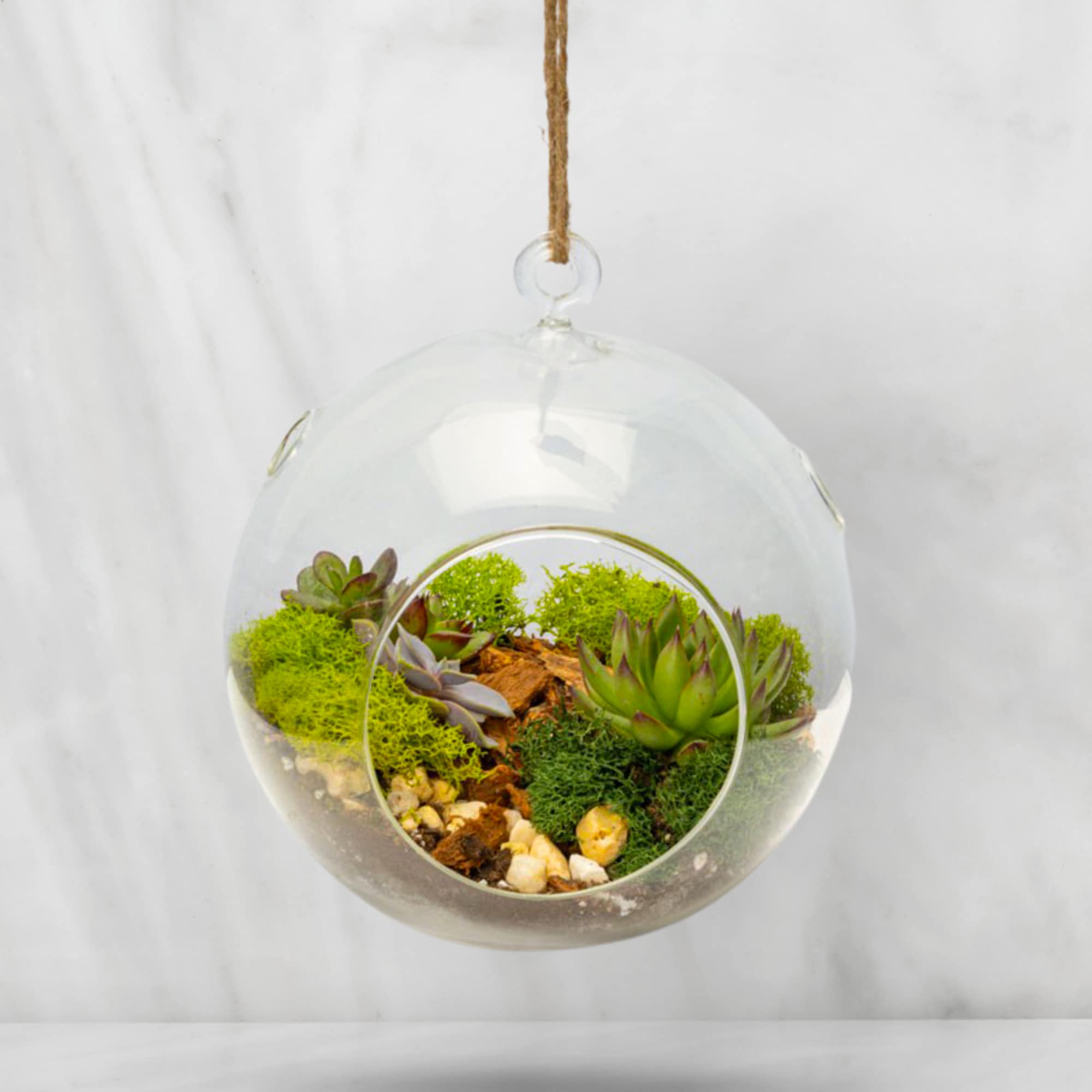 Hanging glass orb terrarium filled with small succulents, moss, stones, and soil against a light background