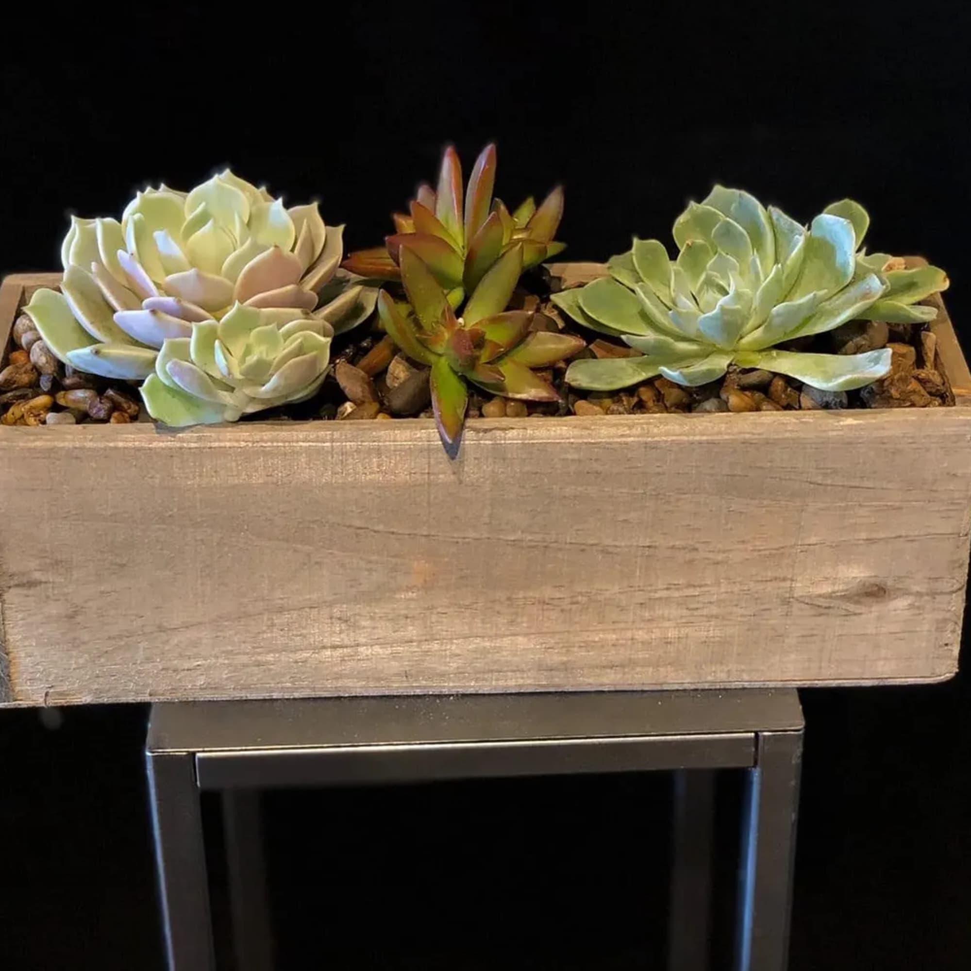Wooden planter box with three succulent rosettes on pebbles