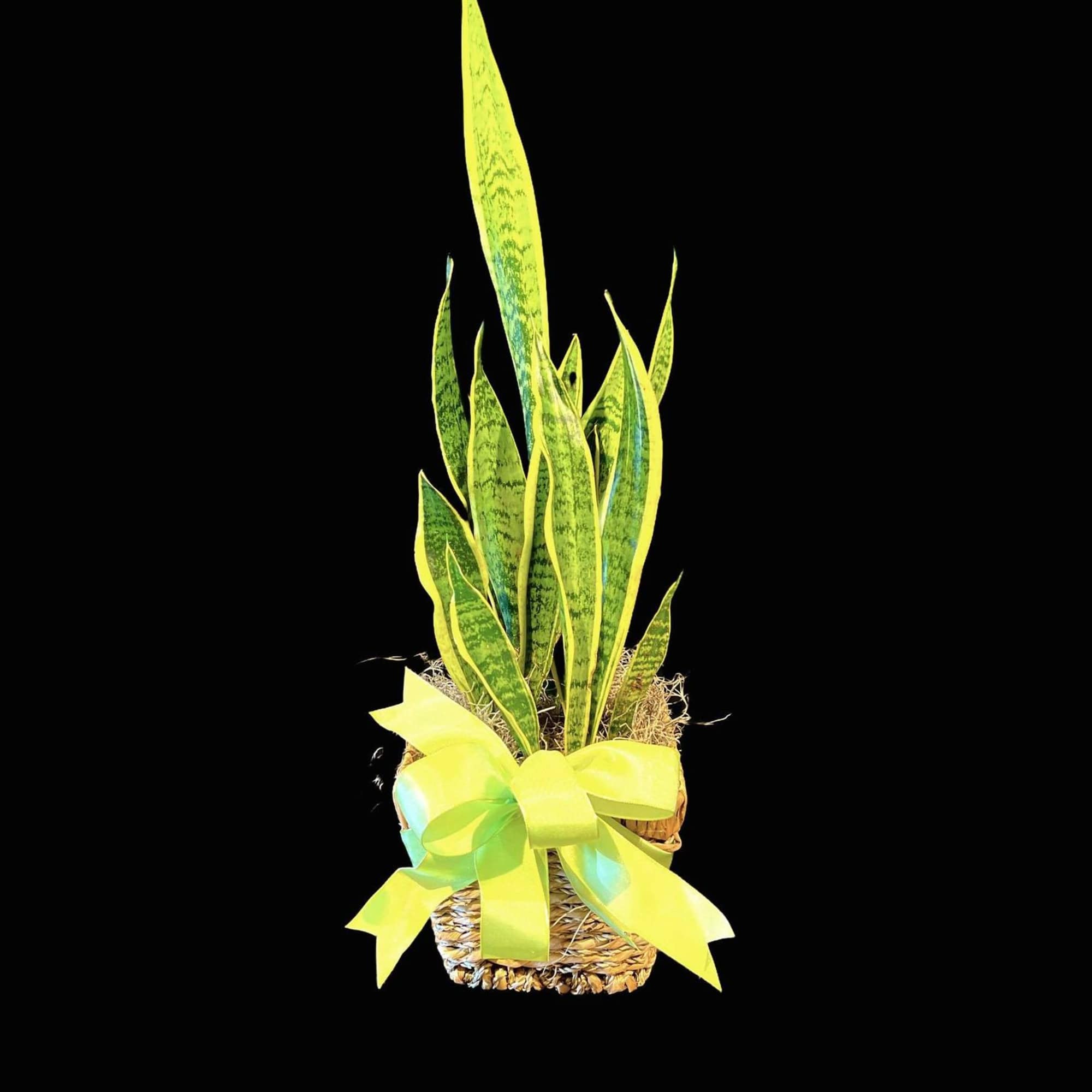 Potted snake plant with a yellow ribbon in a woven basket
