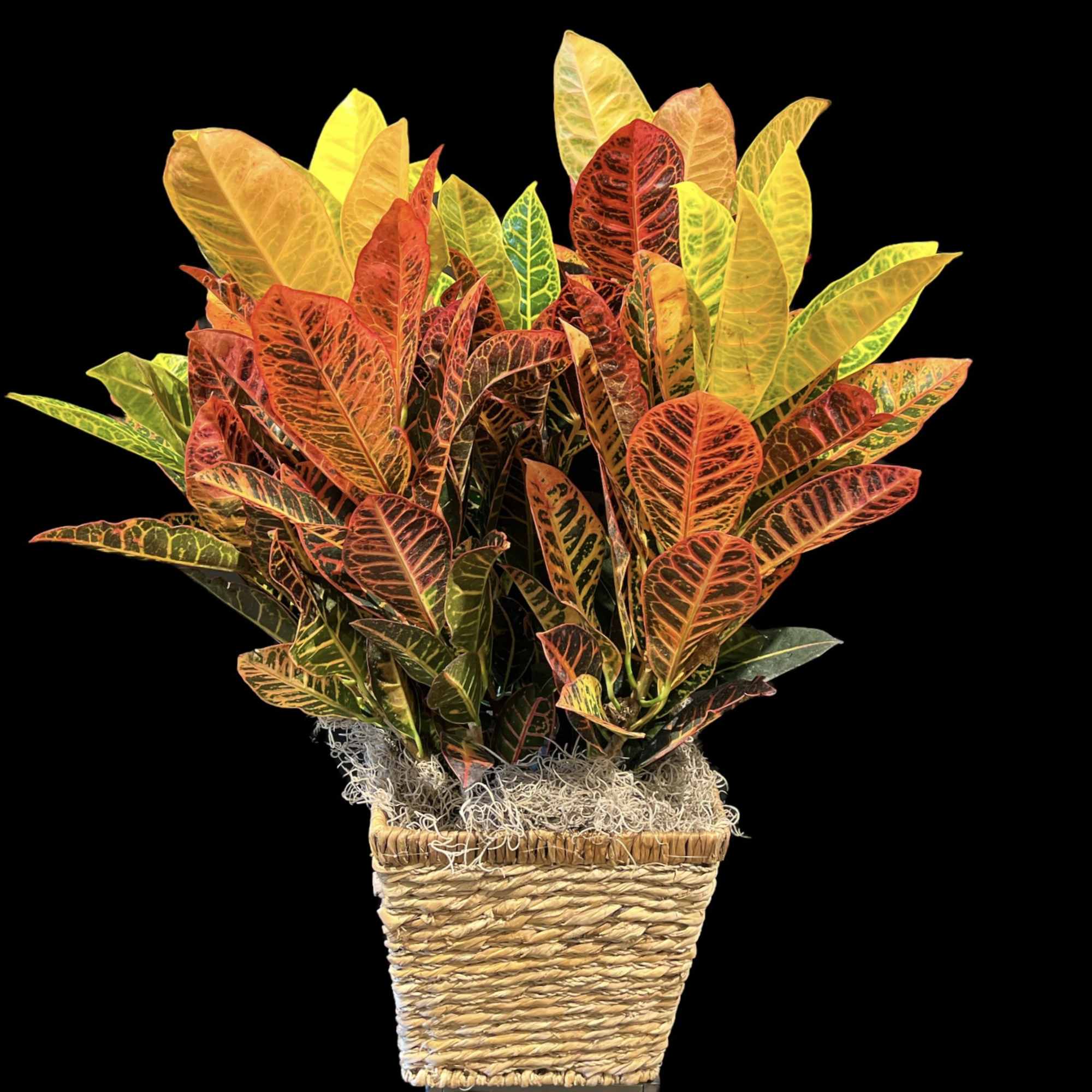 Potted croton plant with multicolored leaves in a woven basket