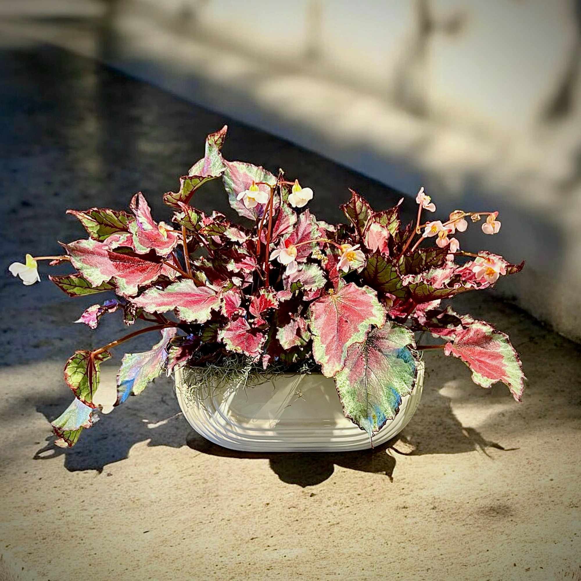 Potted begonia with pink and green variegated leaves in a white planter