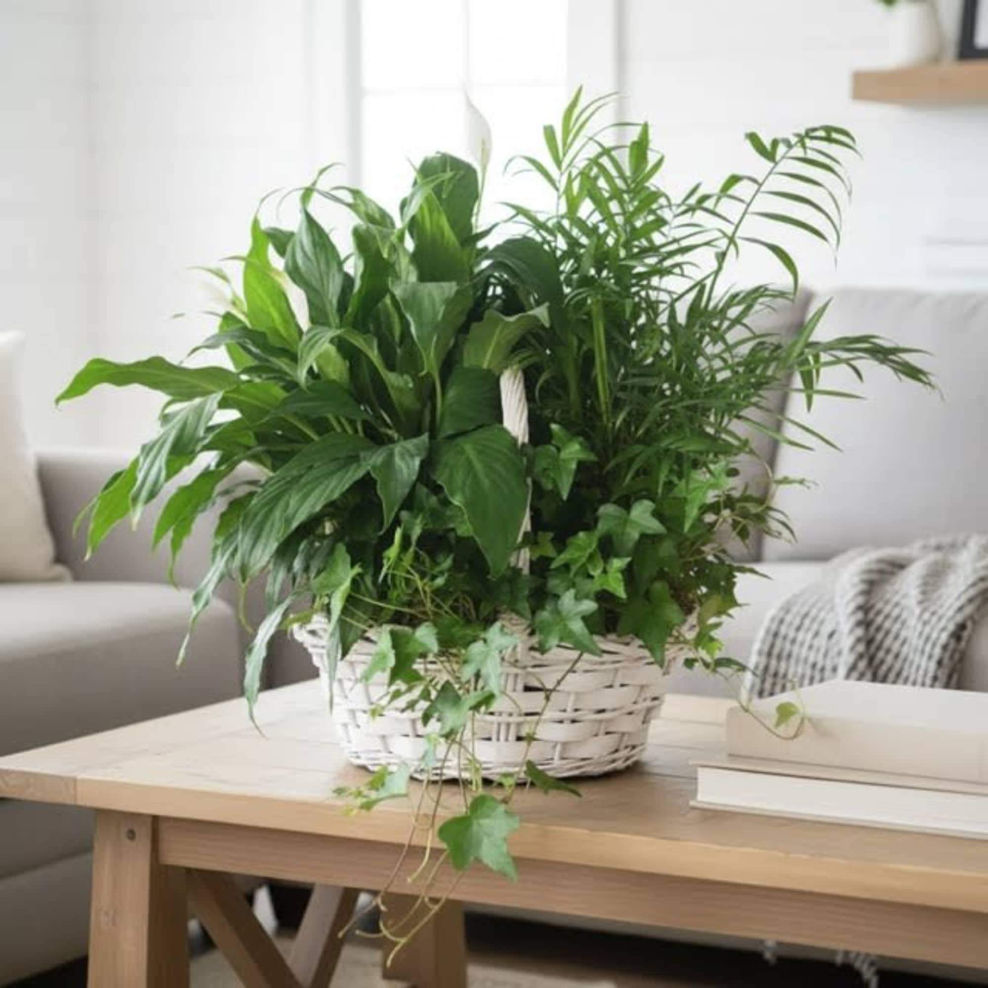 Lush shades of emerald green from these lovely house plants are sure