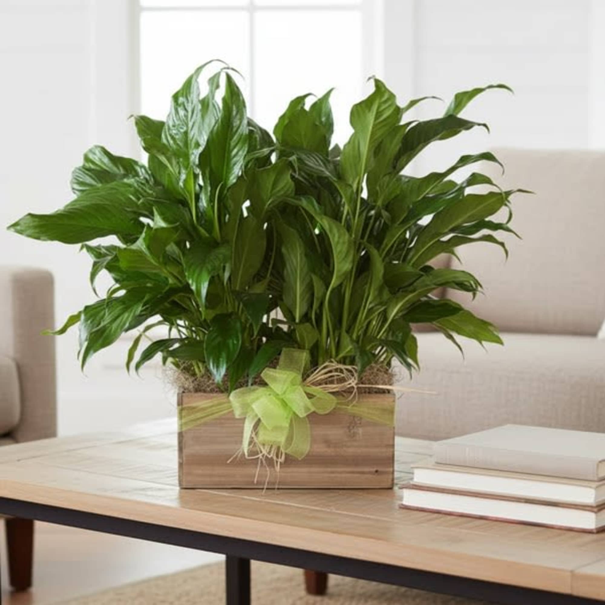 This plant gift features a pair of peace lilies  gathered together
