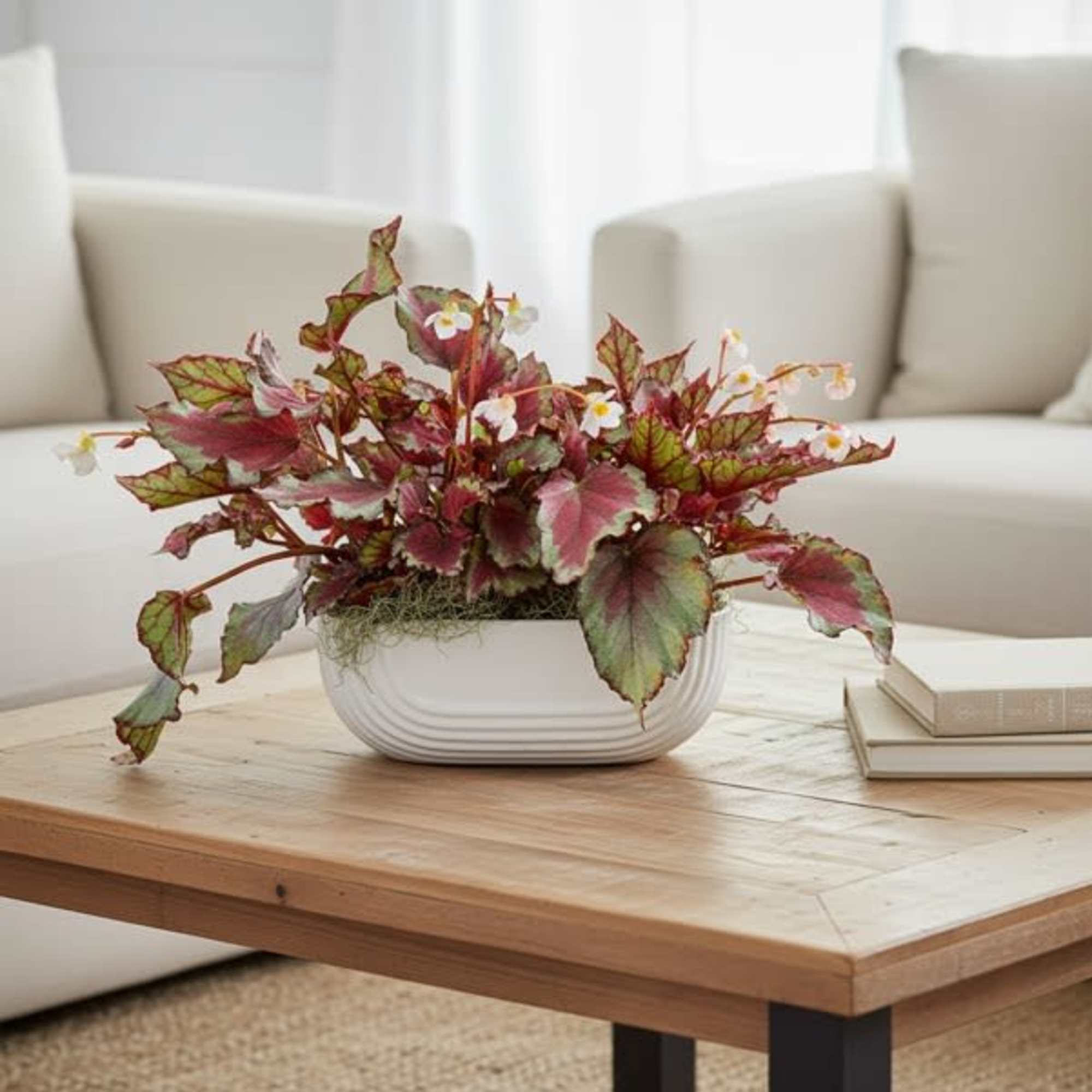 Known as the painted leaf begonia, these happy plants have beautiful foliage