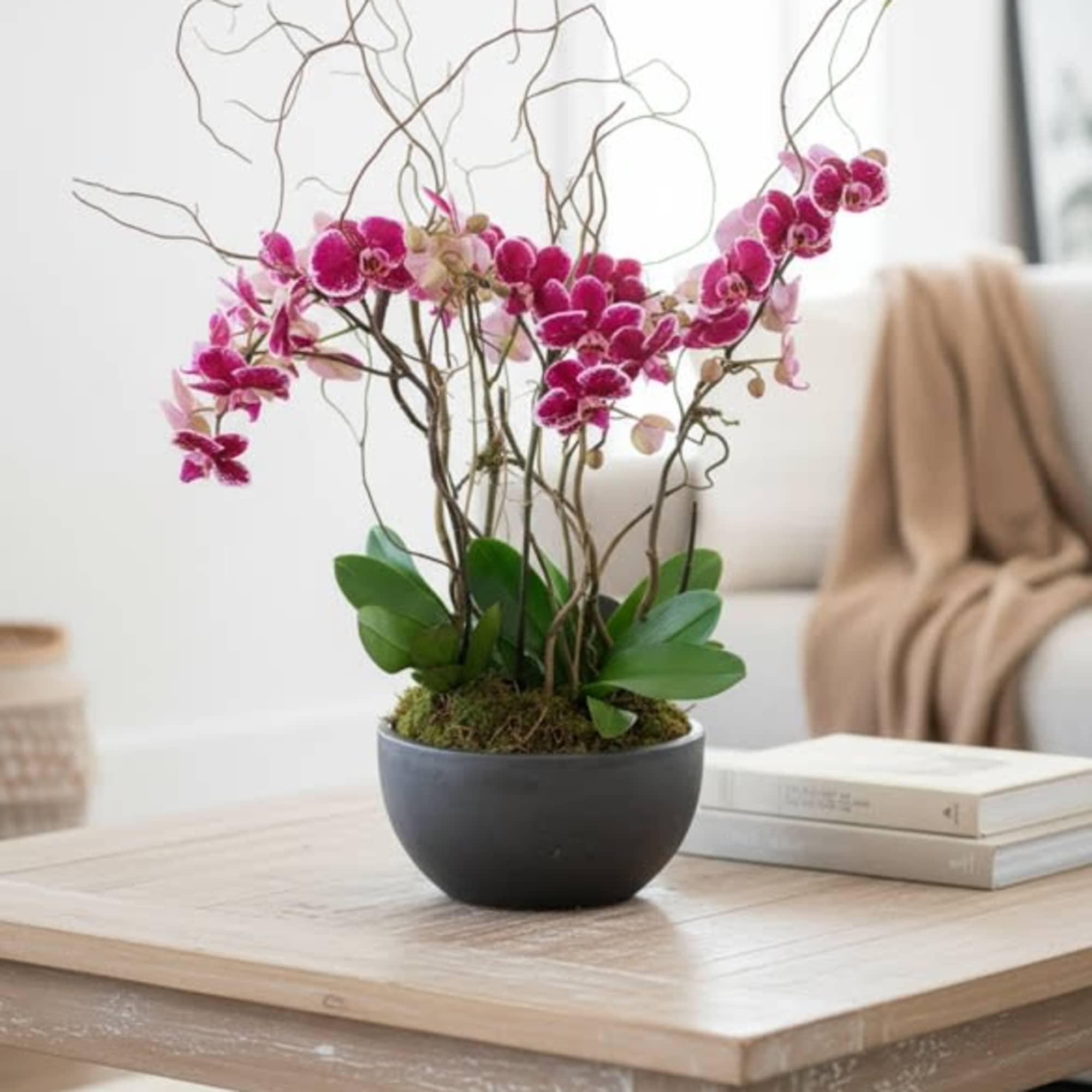 Vivid DOUBLE spike orchids... lavish multi blooms. Two double spike plants. 
Accented