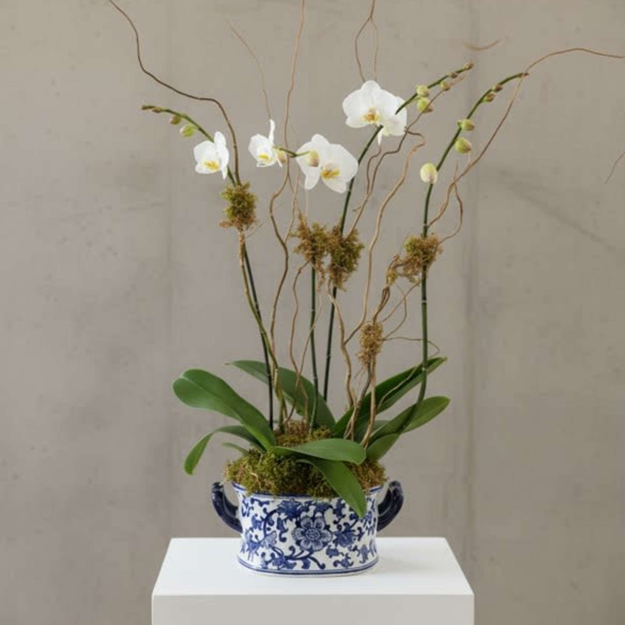 Two white orchid plants, both with double spikes, accented with willow and