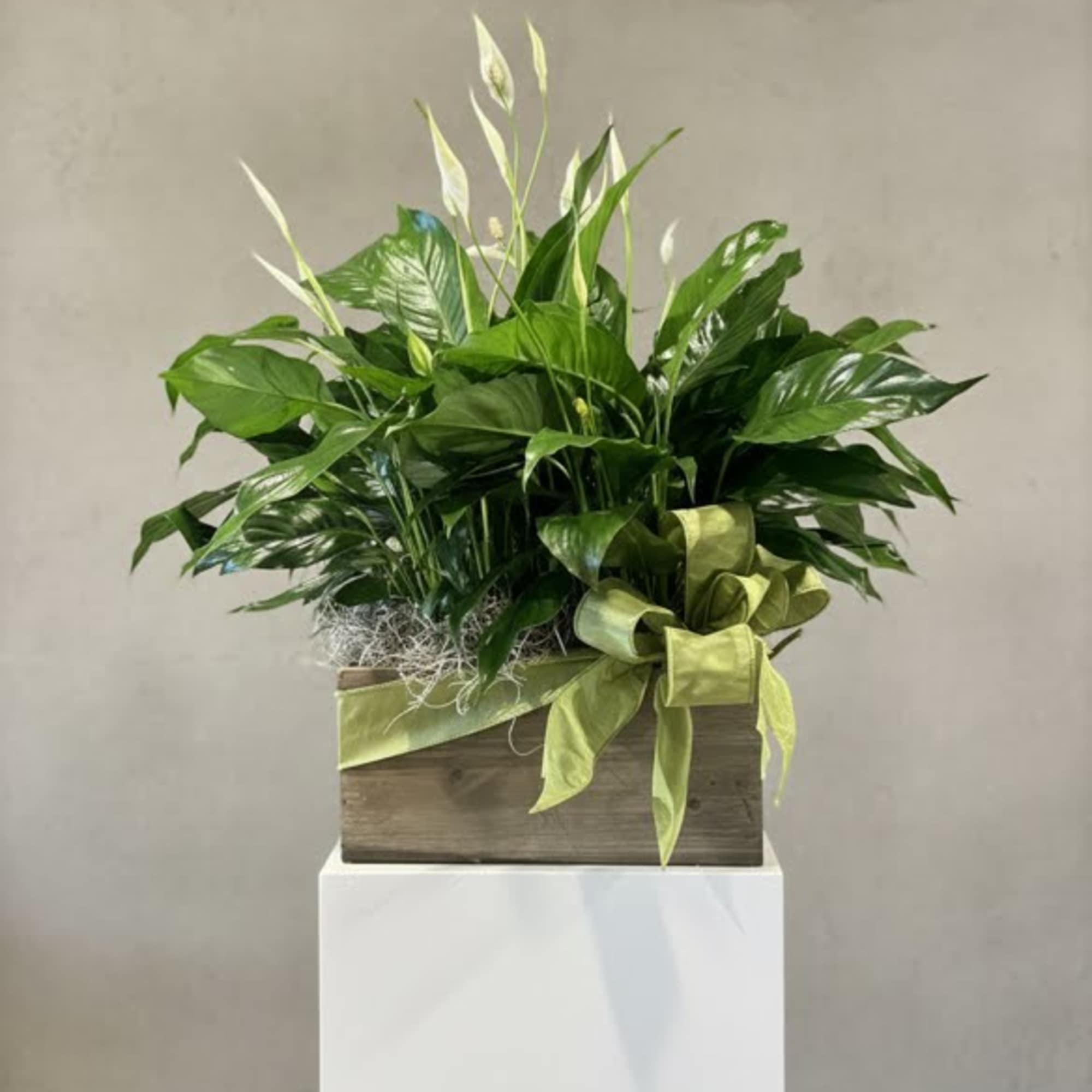 Potted peace lily arrangement in a wooden box with a green ribbon