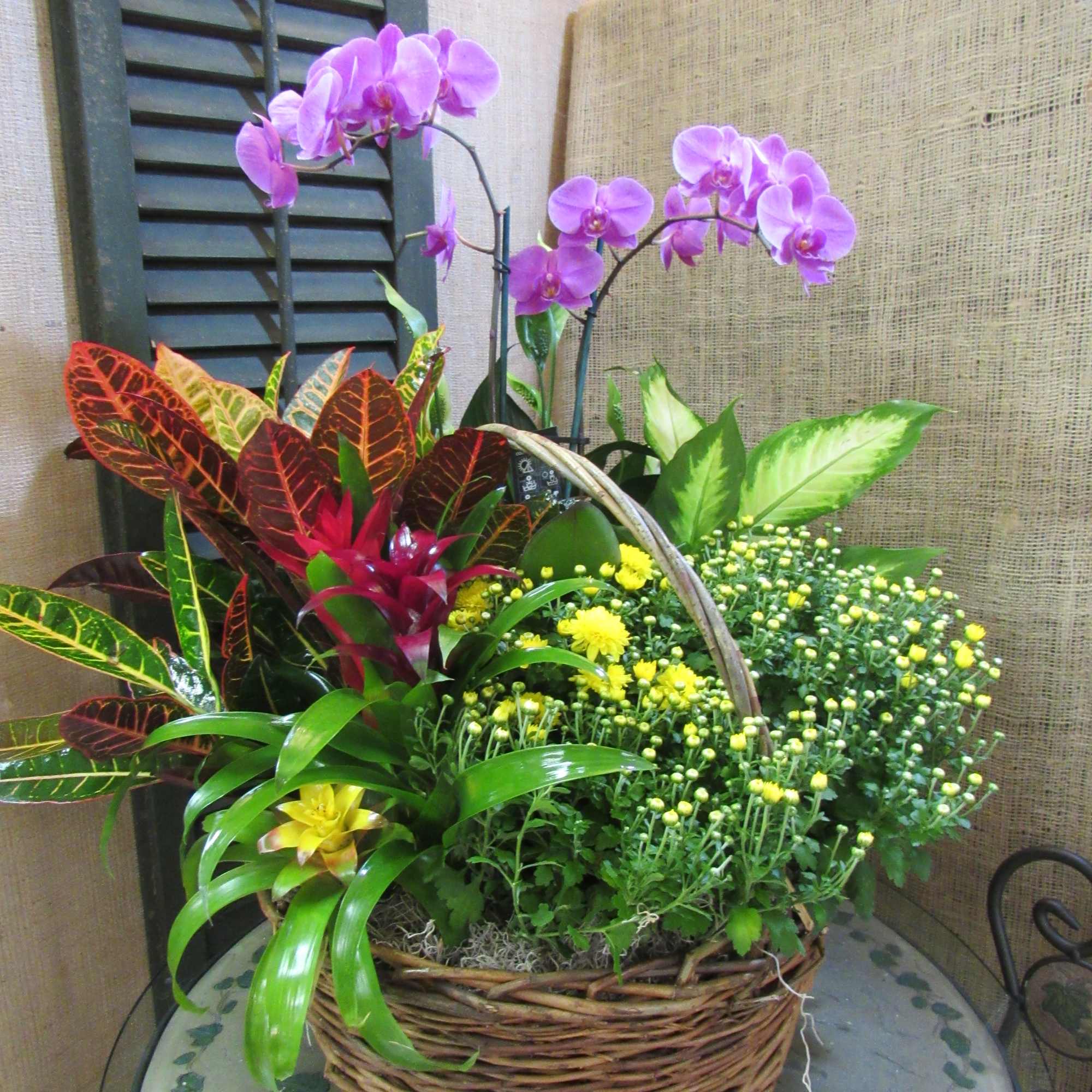 Basket arrangement with purple orchids and mixed potted plants