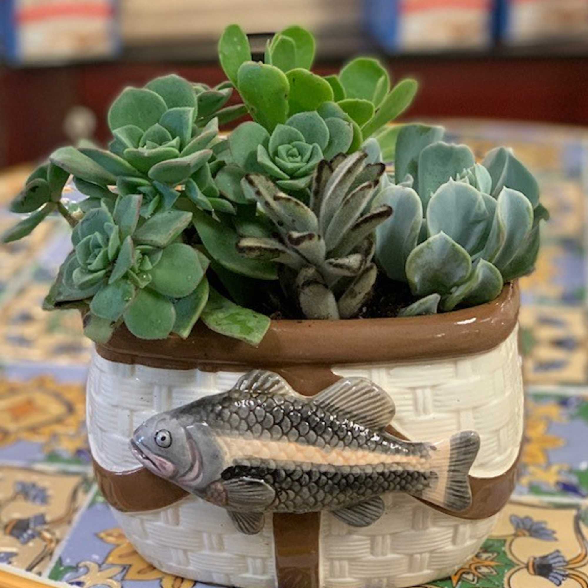 Succulent arrangement in a decorative ceramic pot with a fish motif