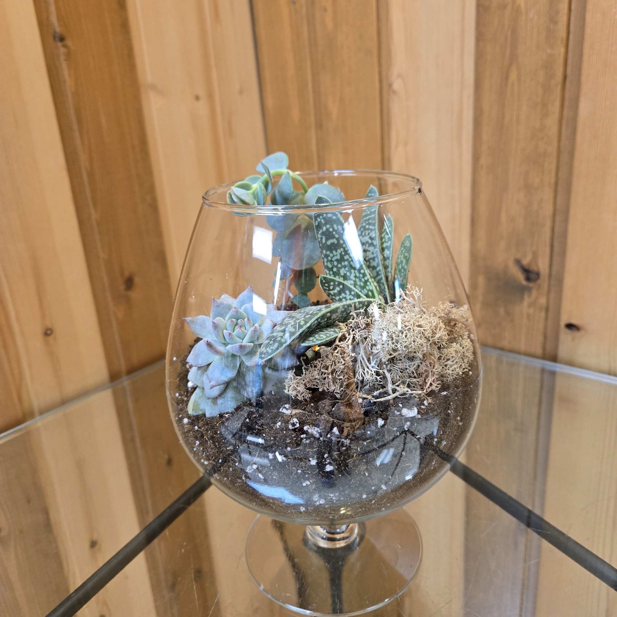 Succulent arrangement in a clear stemmed glass bowl