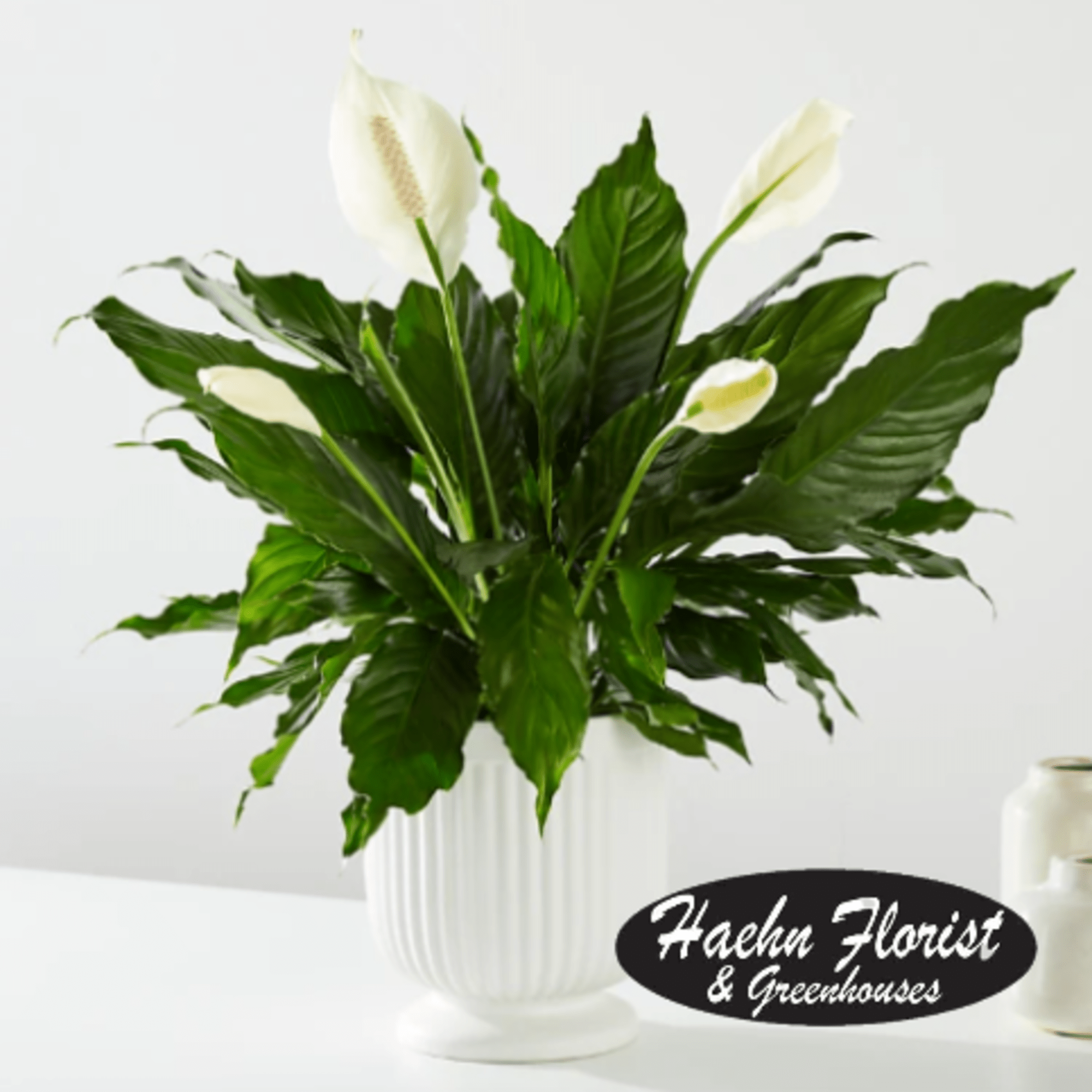 THIS BEAUTIFUL HOUSE PLANT IS PERFECT FOR ANY OCCASION! SENT IN A