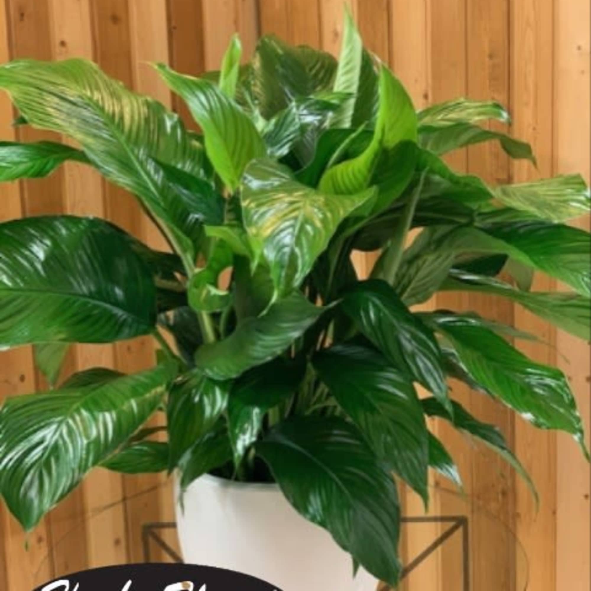 Potted green houseplant with broad glossy leaves in a white container