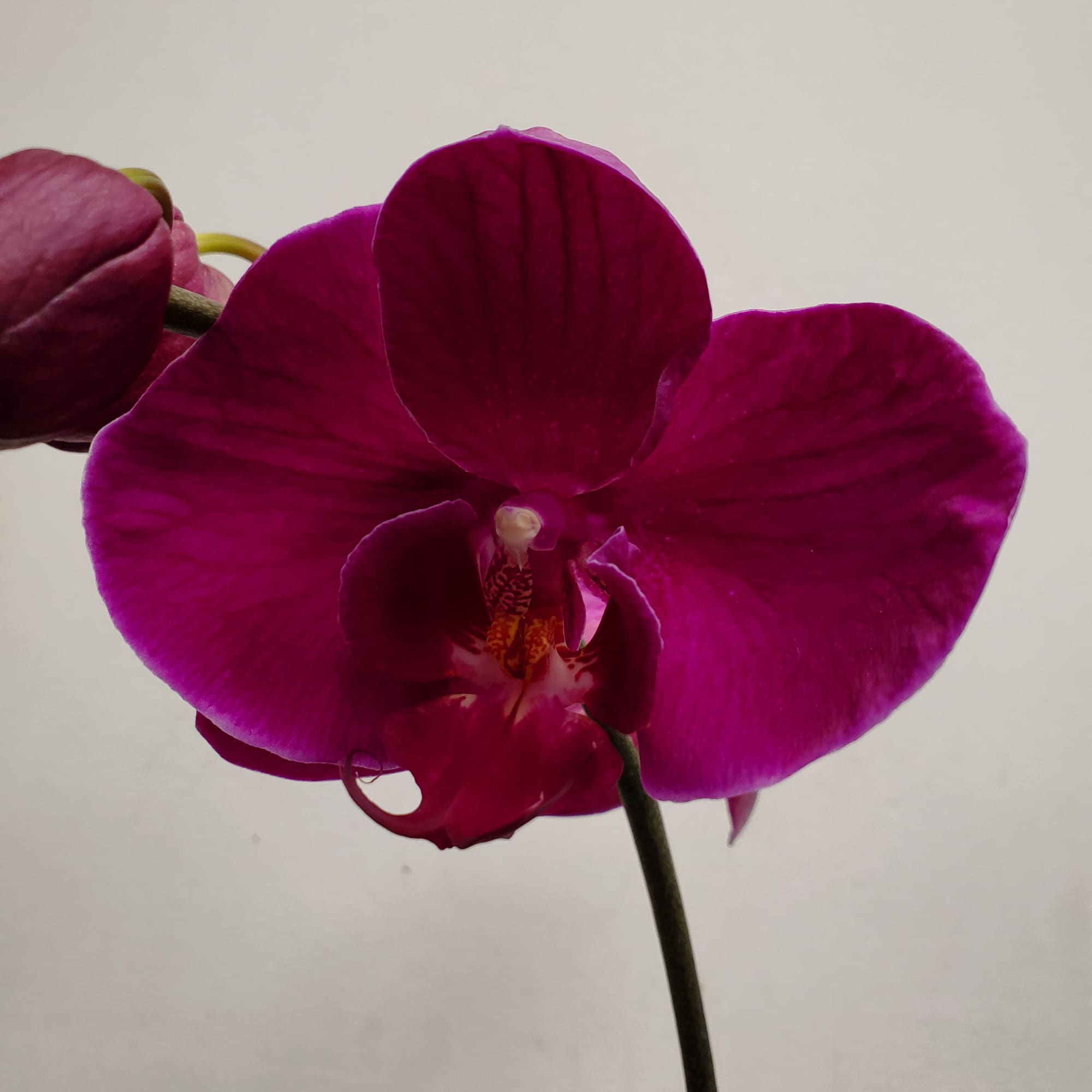 Close-up of a magenta phalaenopsis orchid bloom on a single stem against a plain background