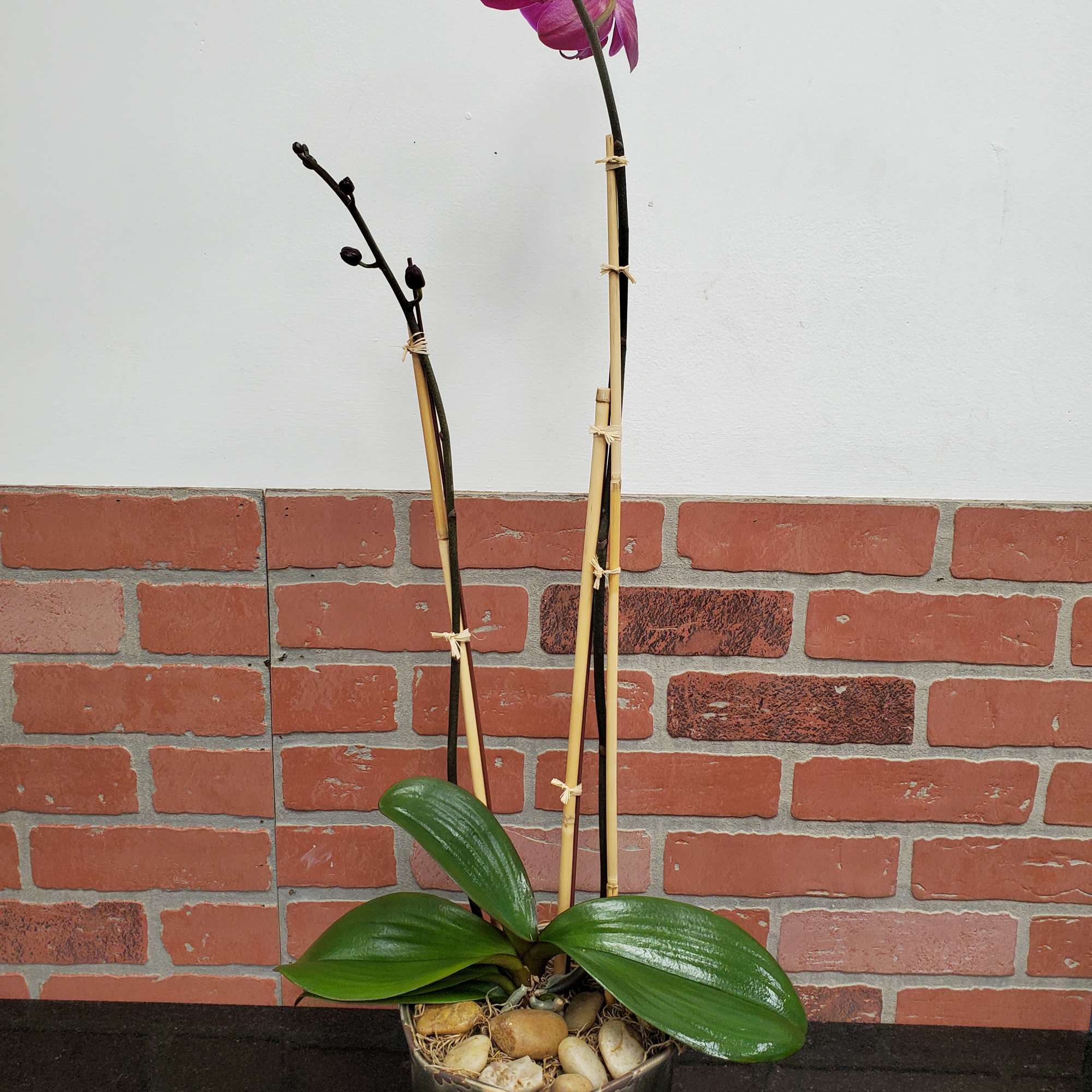 Potted pink phalaenopsis orchid with tall stems in a dark ceramic pot with stones